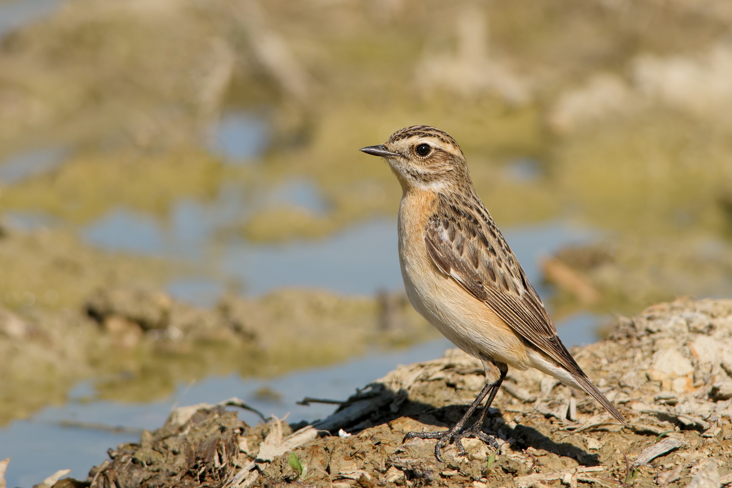 Whinchat (whinchat)