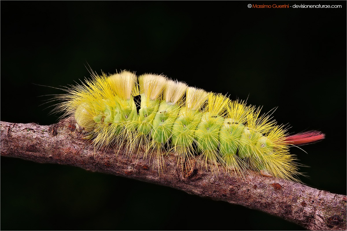 Calliteara pudibunda