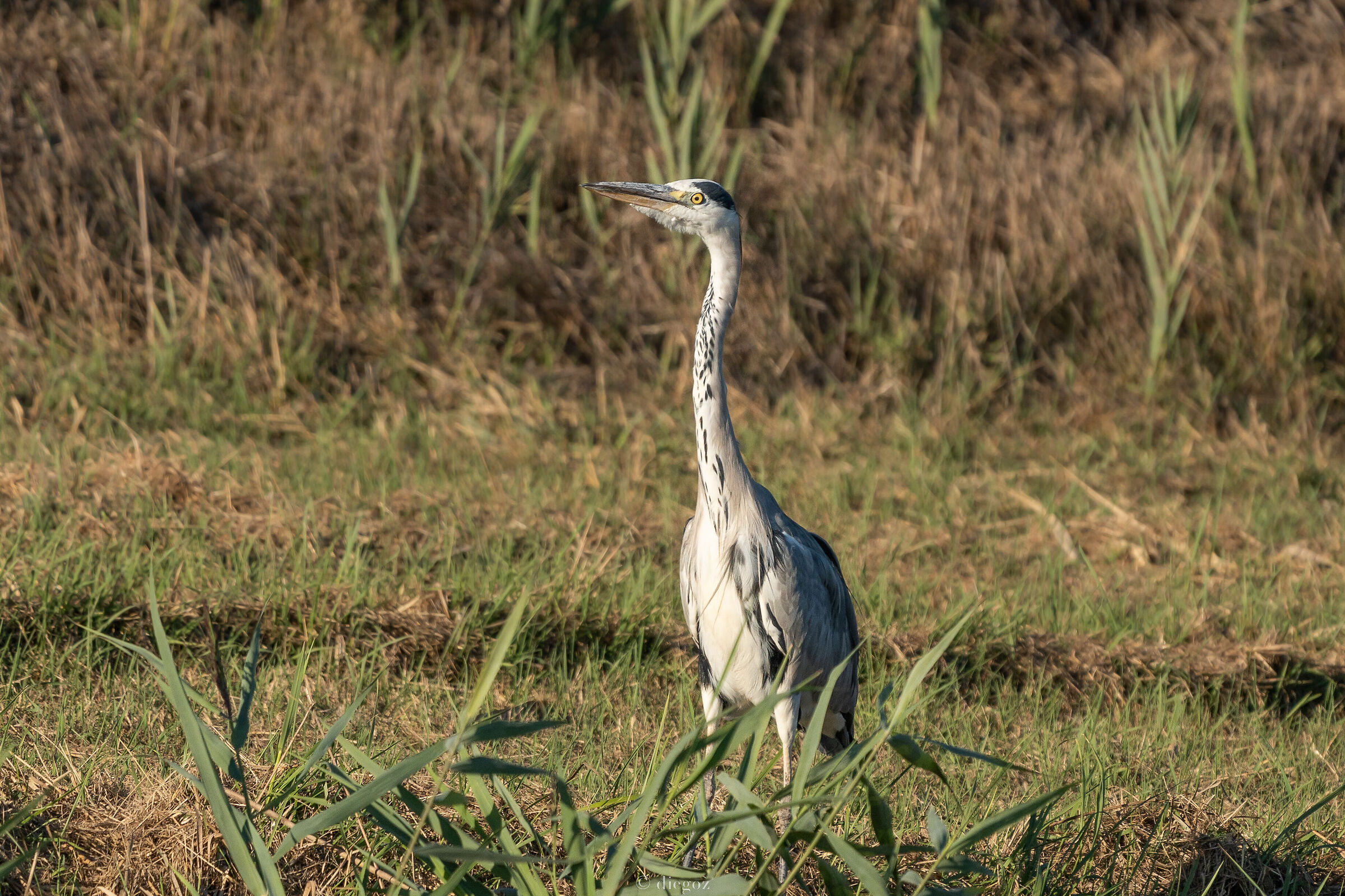 Grey heron