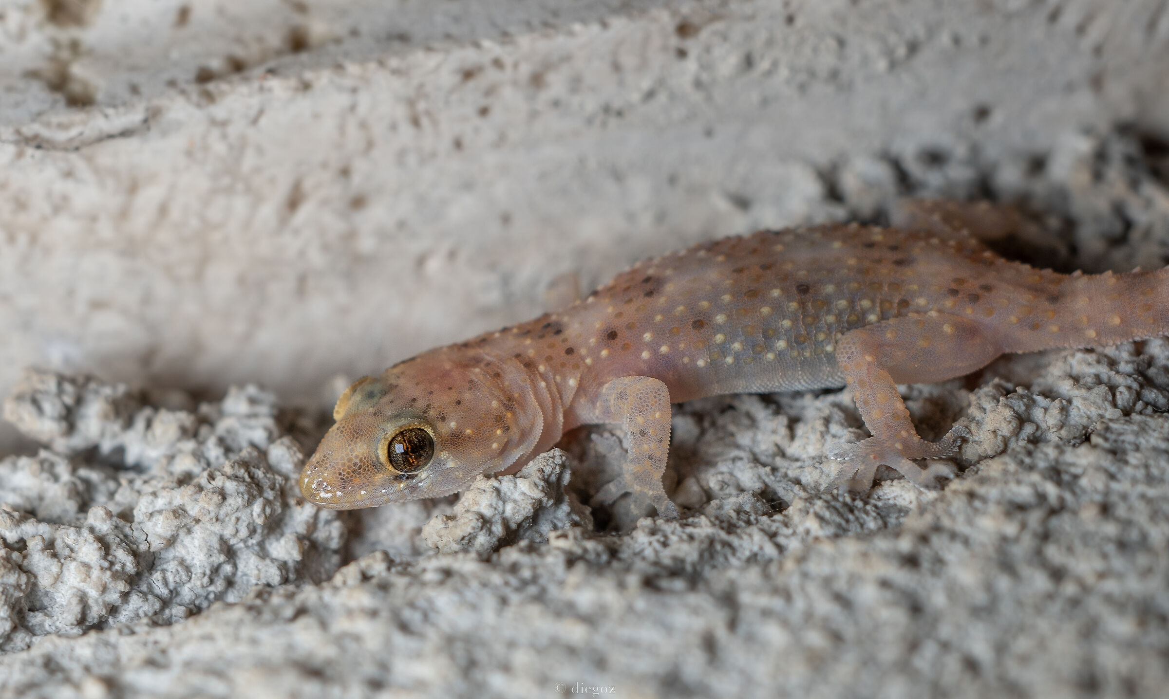 Gecko