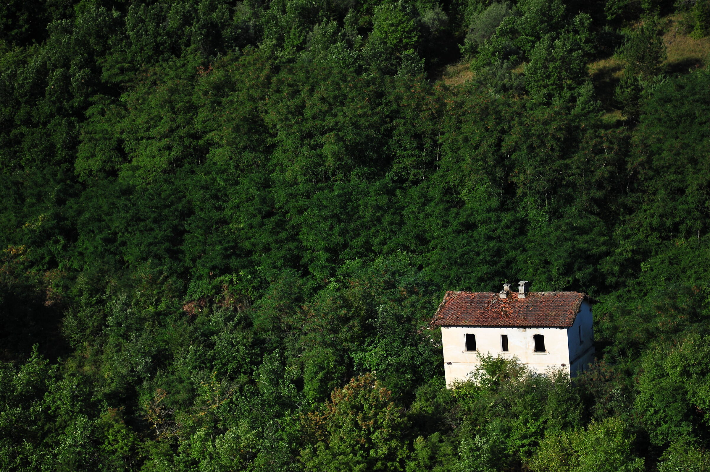 The house in the woods