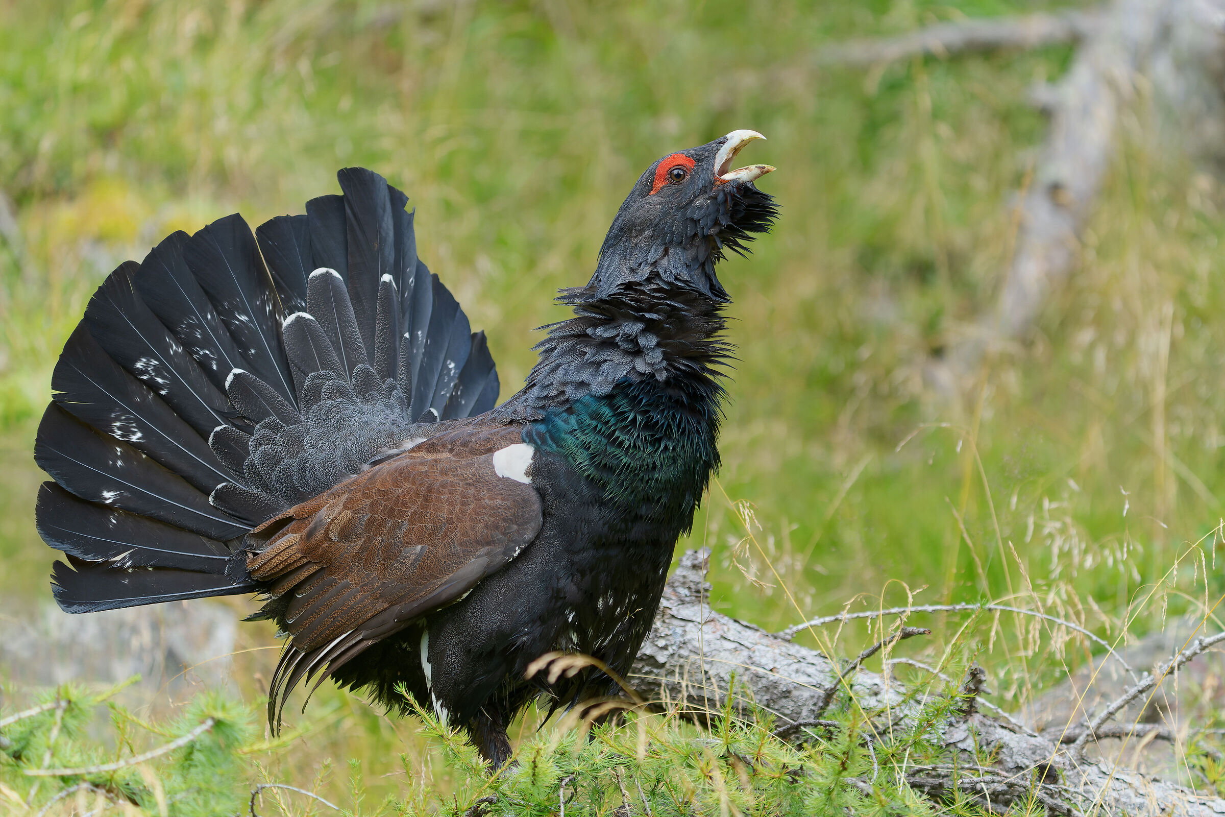 Il re della montagna