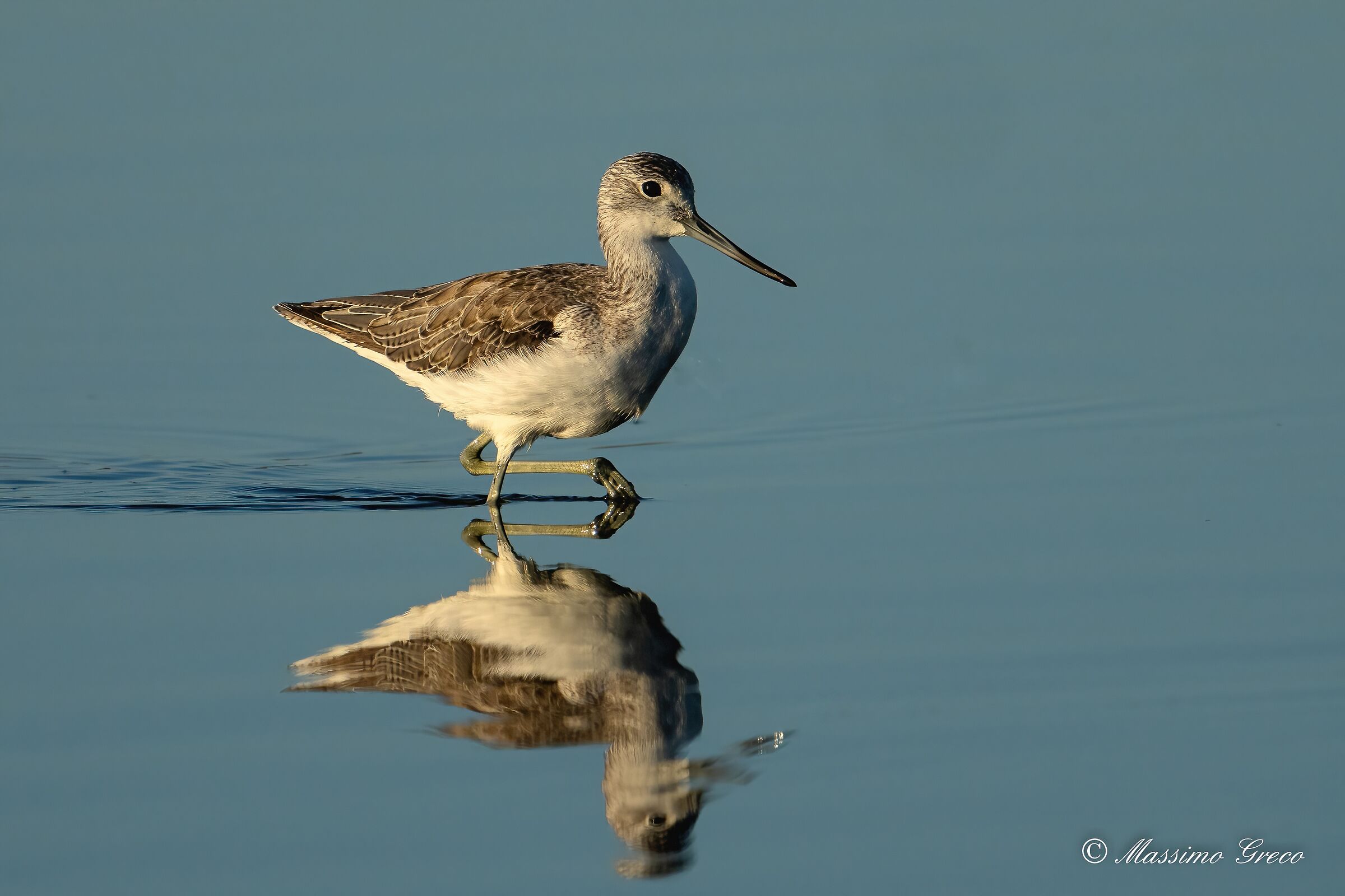 Pantana (Tringa nebularia)