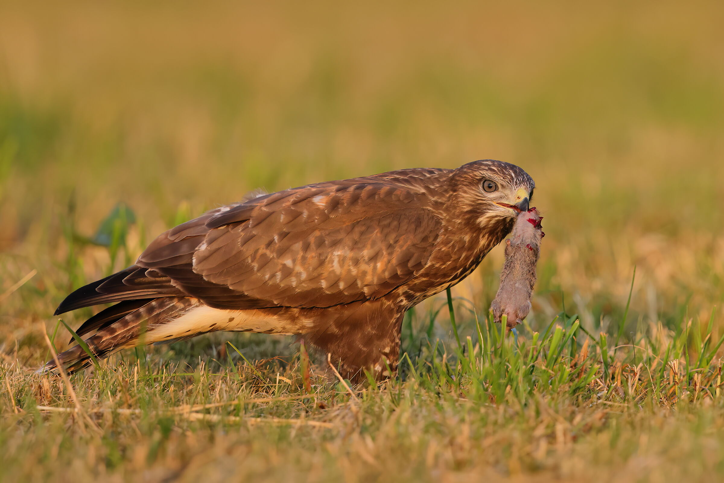 Buzzard with prey