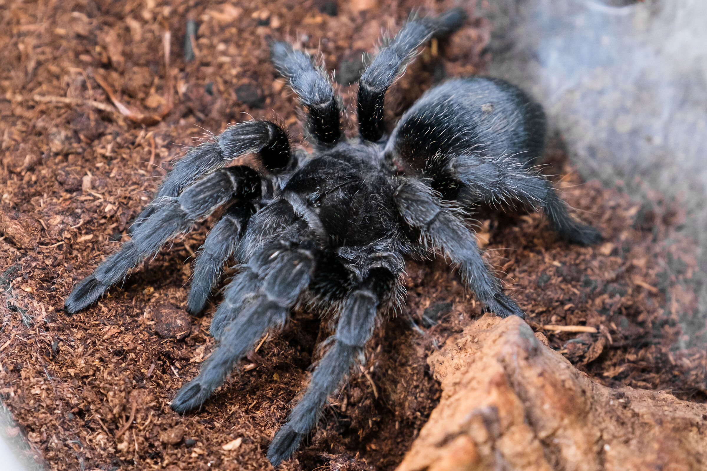 Grammostola pulchra