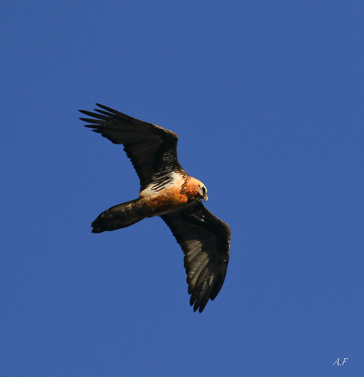 Bearded Vulture - Stelvio National Park
