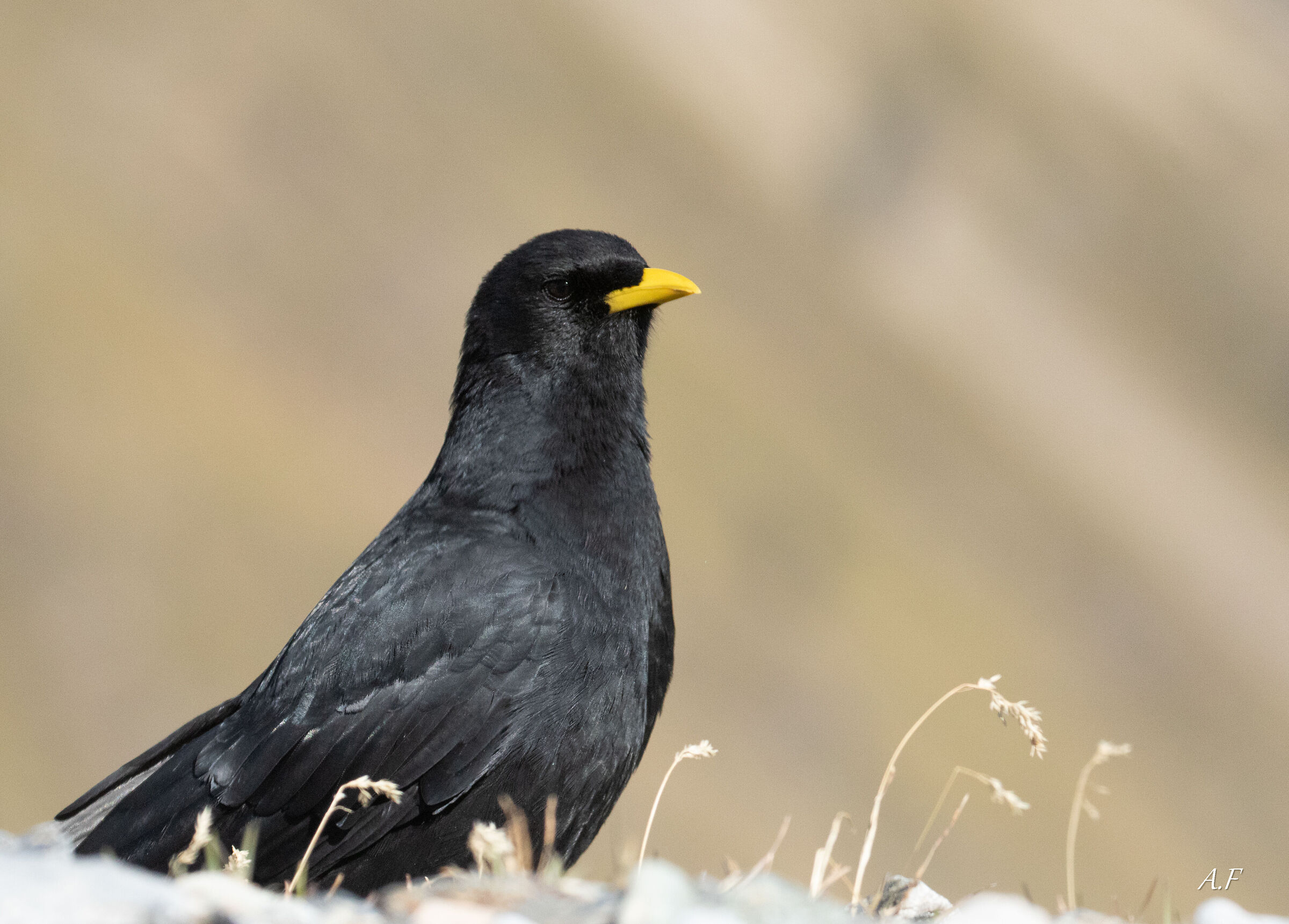 Alpine chough