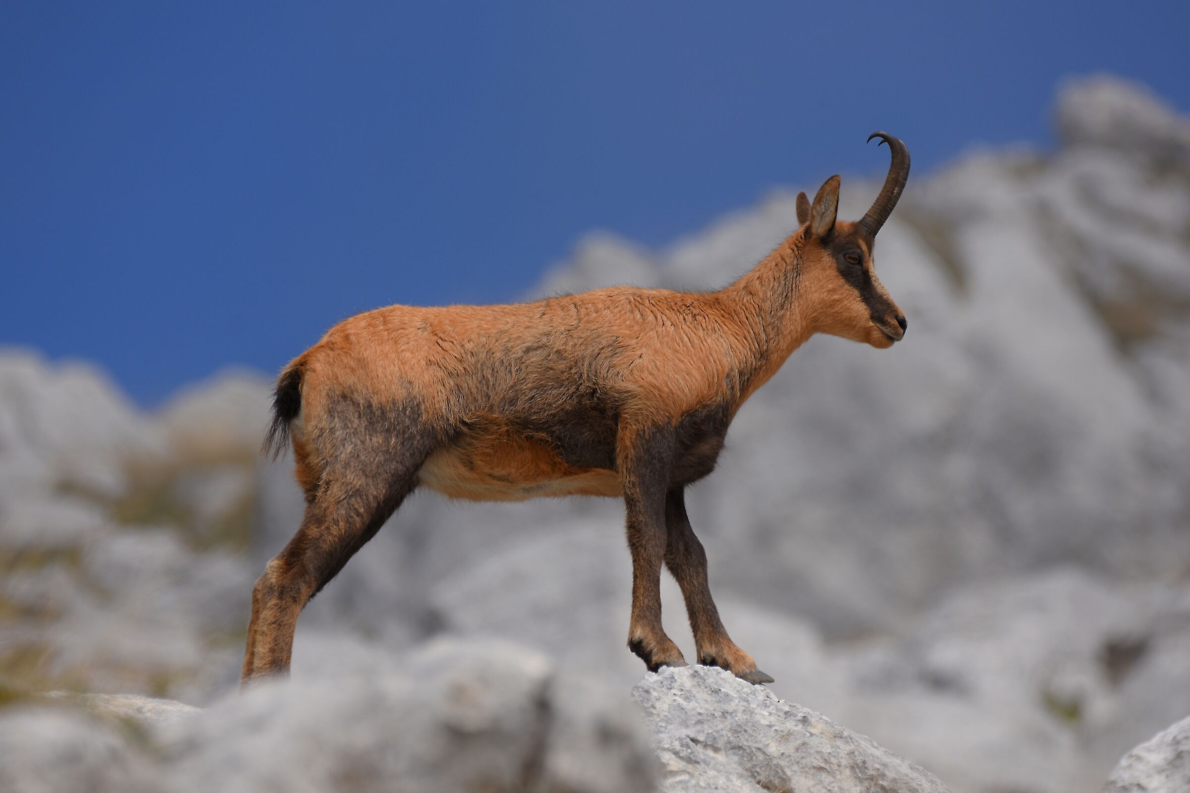 Camoscio appenninico (Rupicapra pyrenaica ornata) (F)