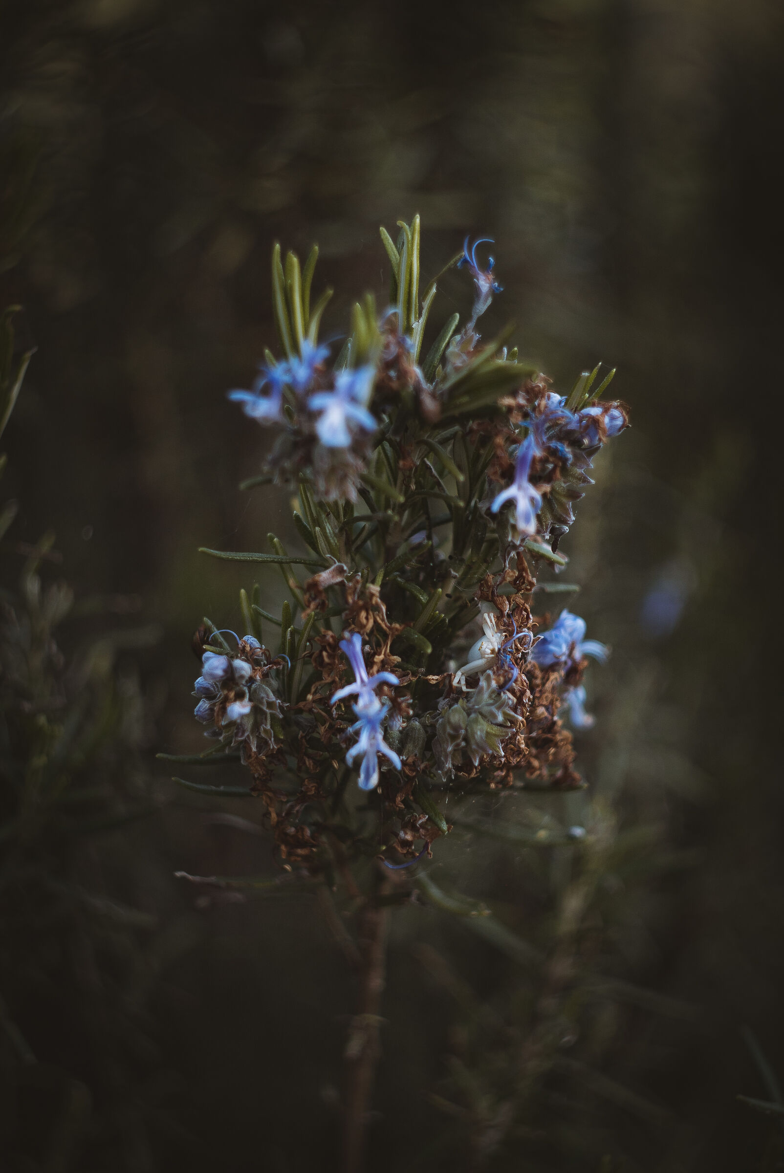 Rosmarino con ospite