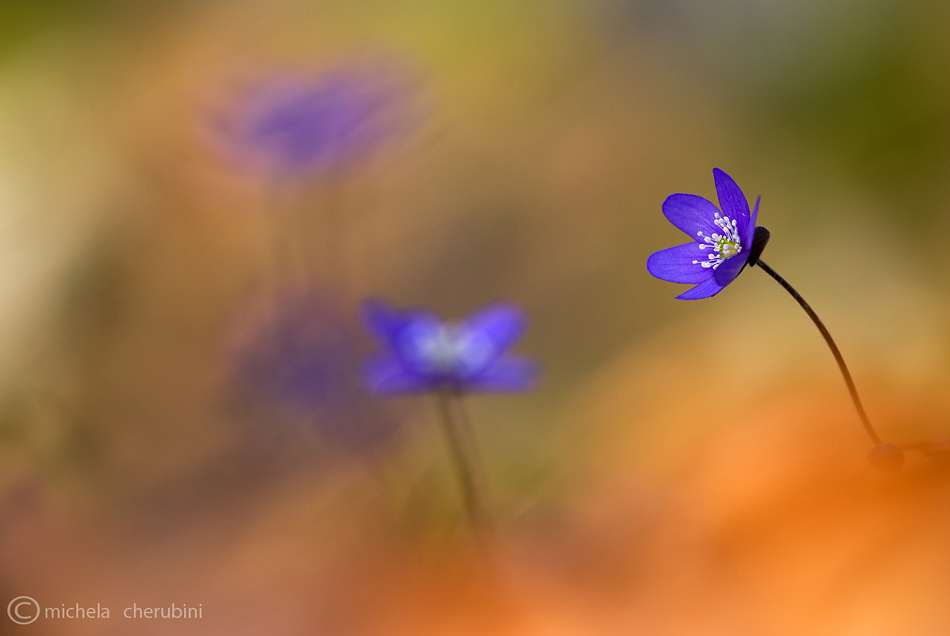 anemone hepatica