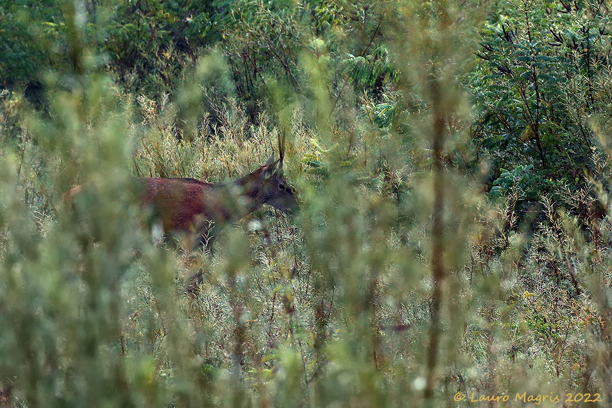 Passaggio silenzioso