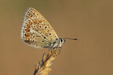 Lycaeides argyrognomon
