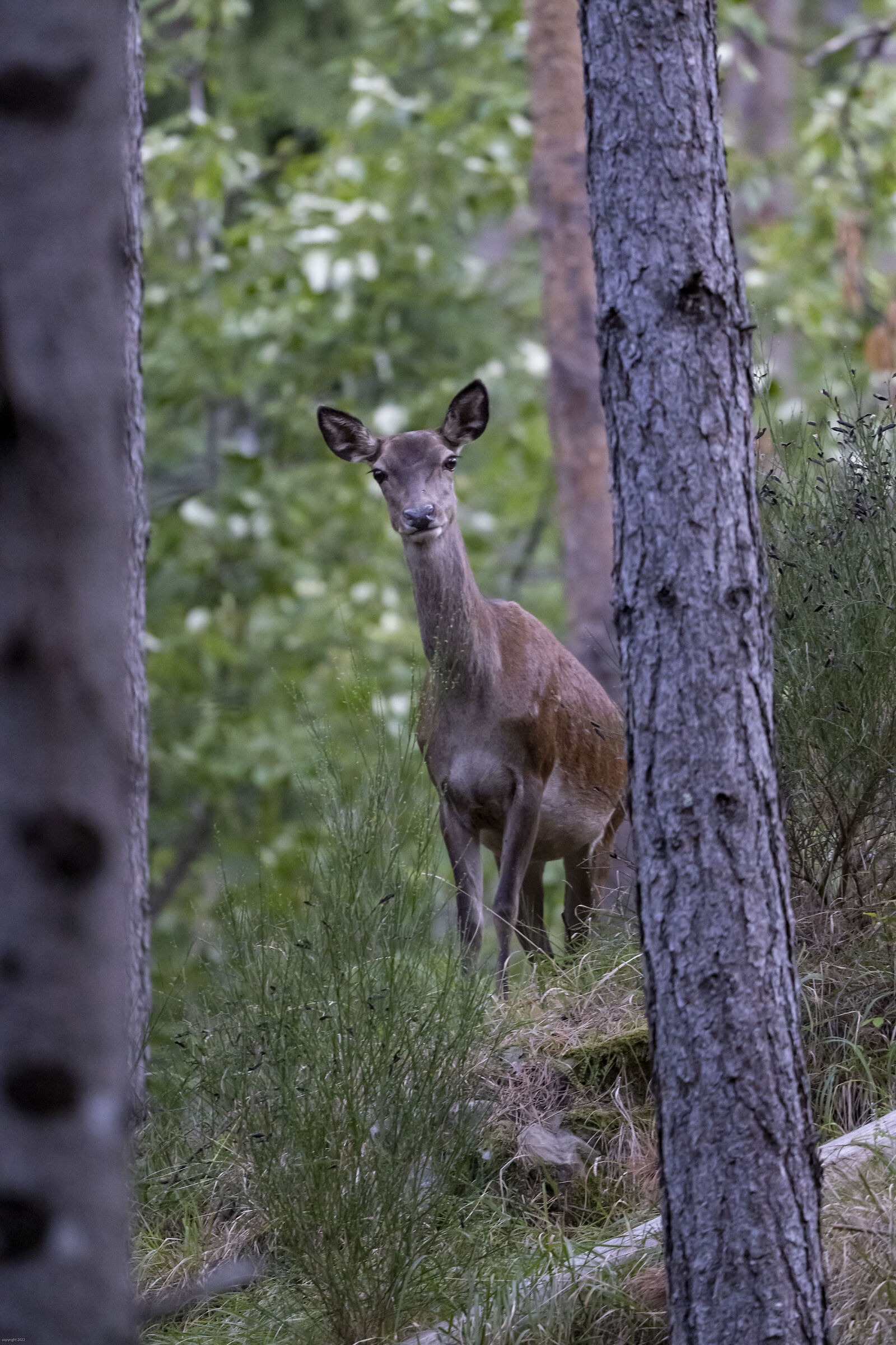 Occhibelli (Eyepieces)