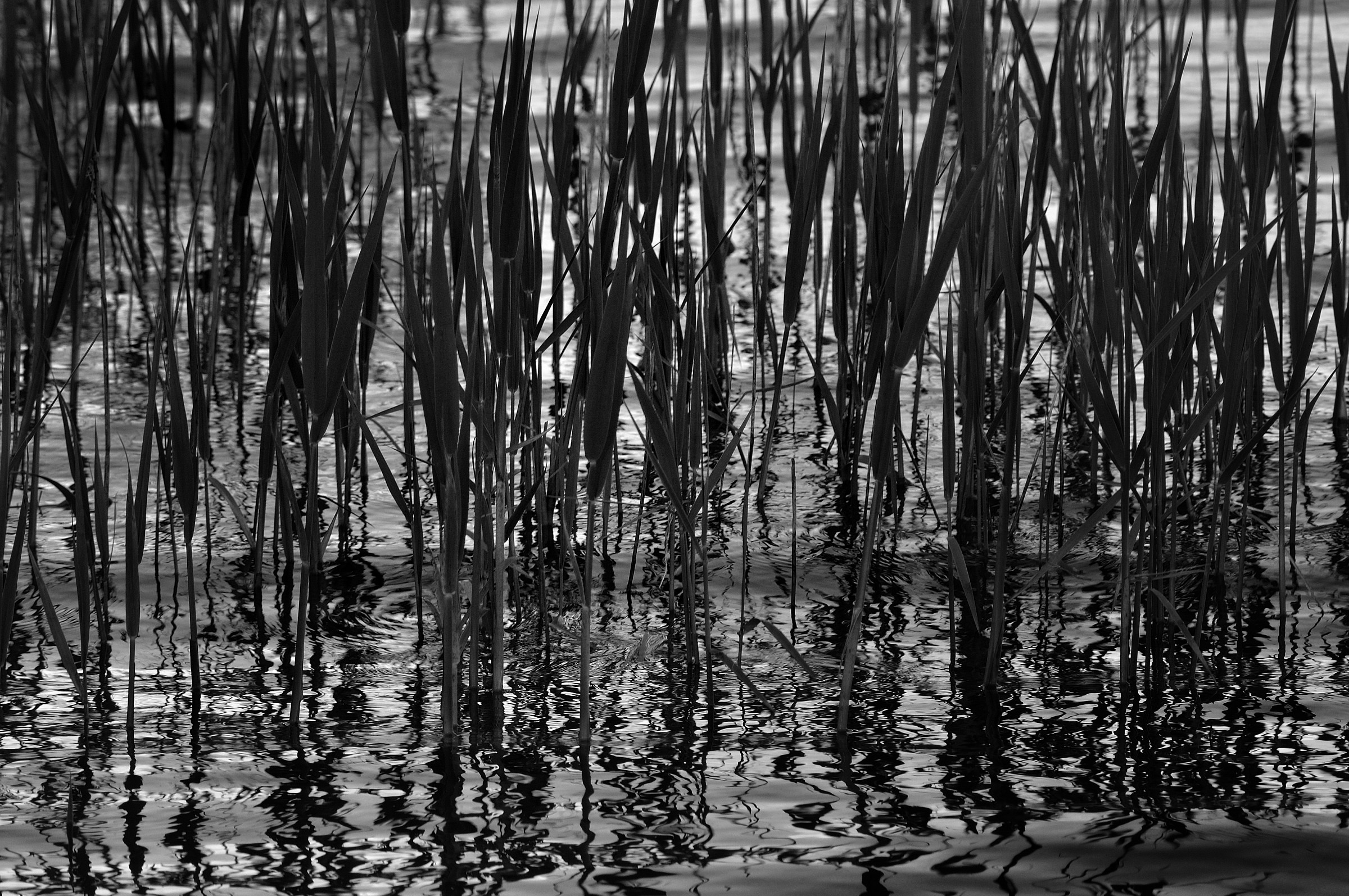 In riva al Lago di Bracciano