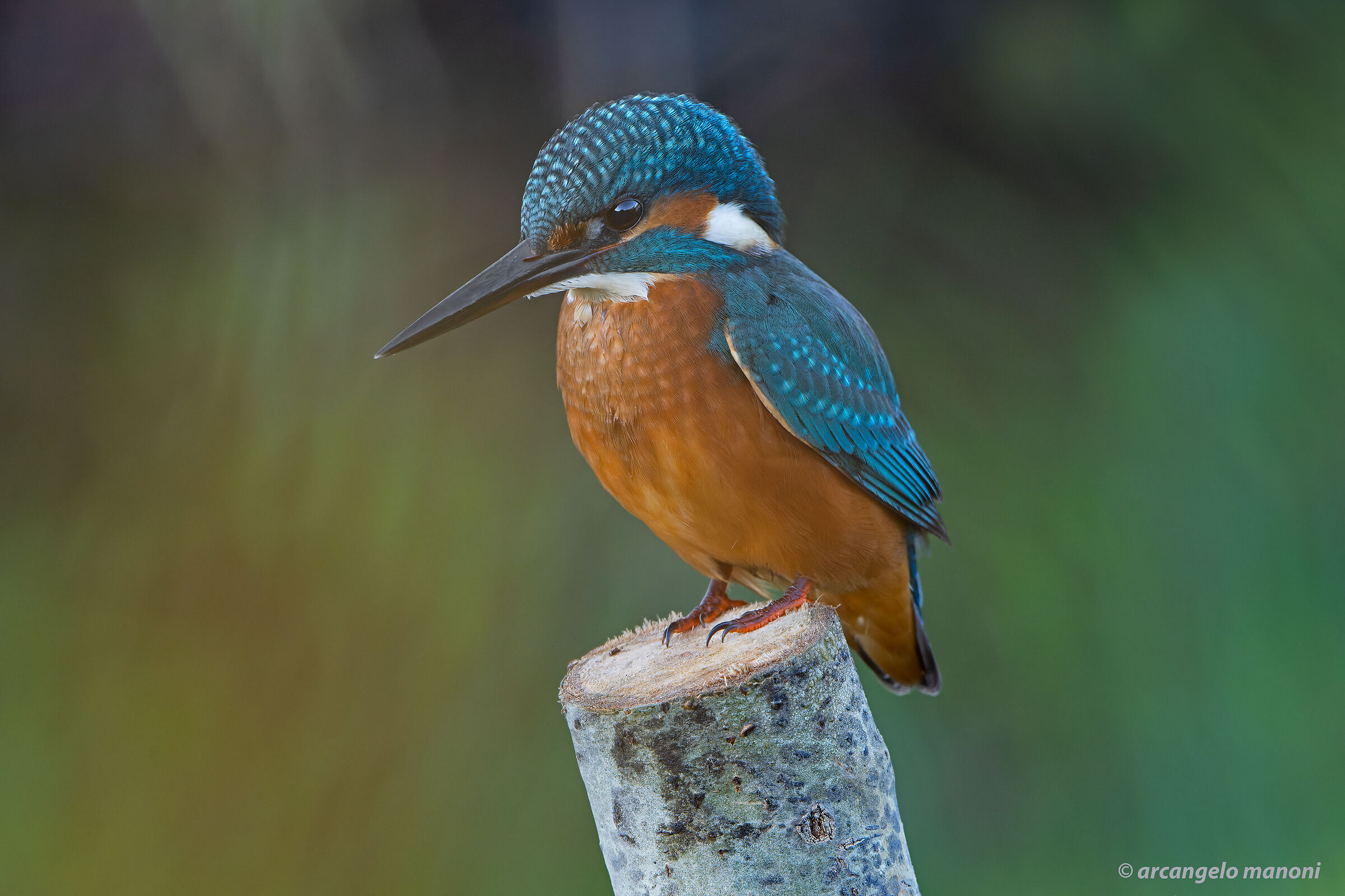 They peek through the cinnamon ...