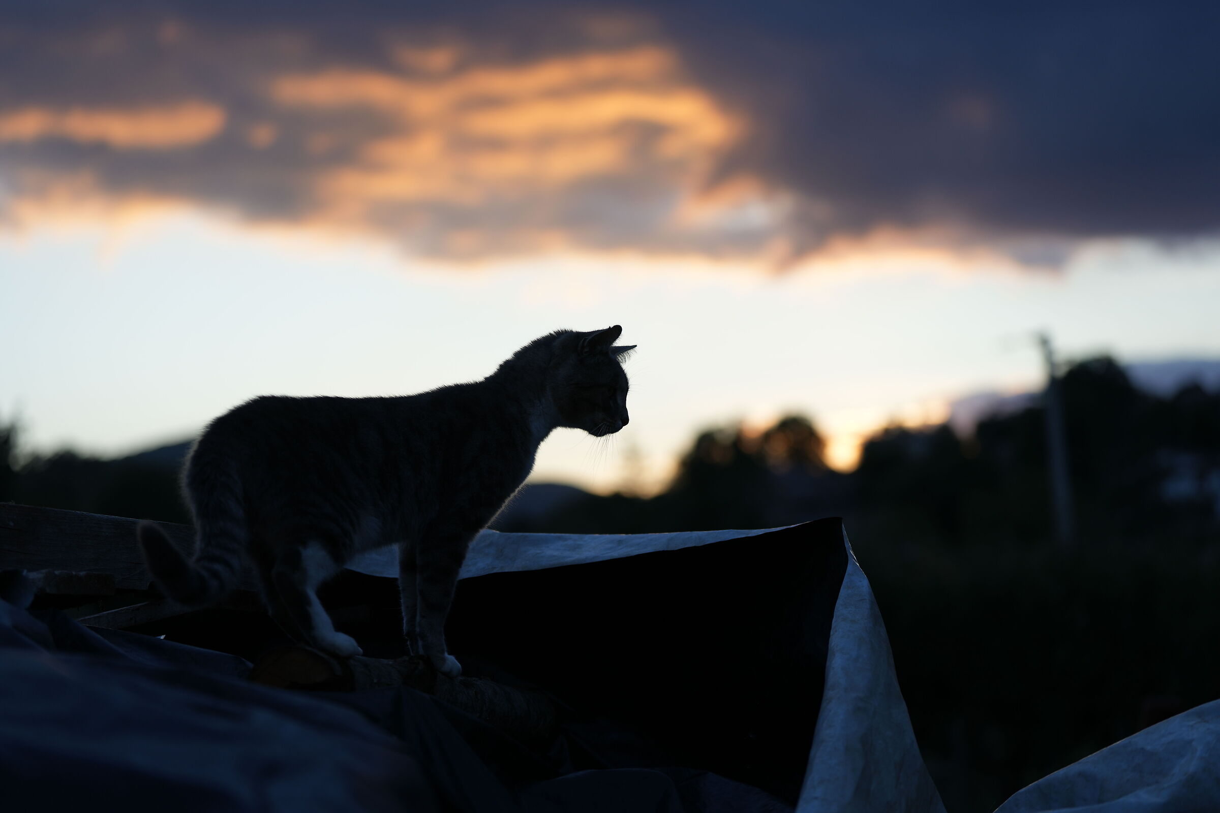 CatSyloseECieloDiSeptember