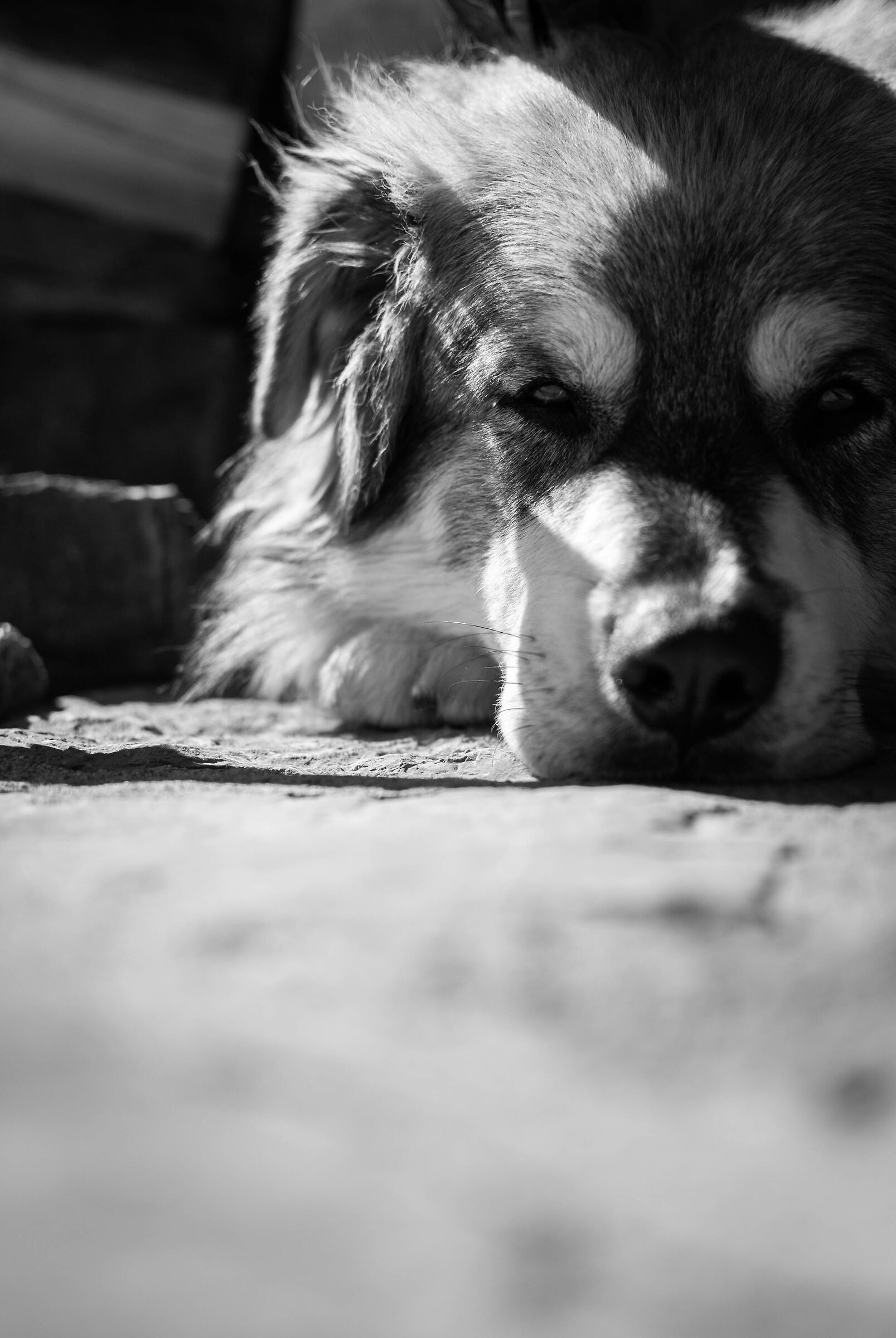 the caretaker of the refuge