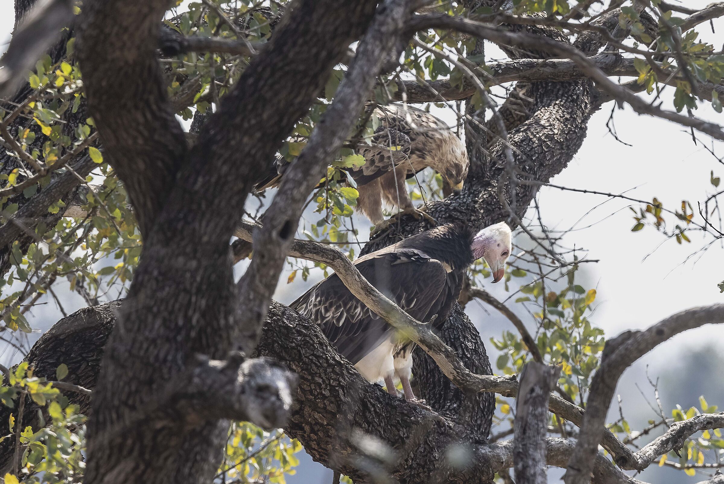 Eagle and Condor