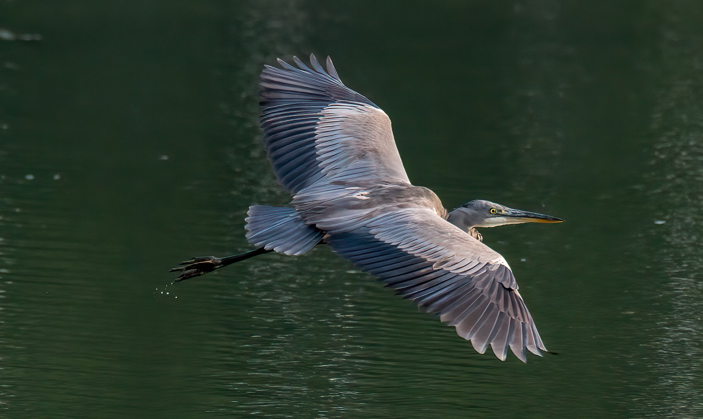 Airone Cenerino in volo (Ardea cinerea)