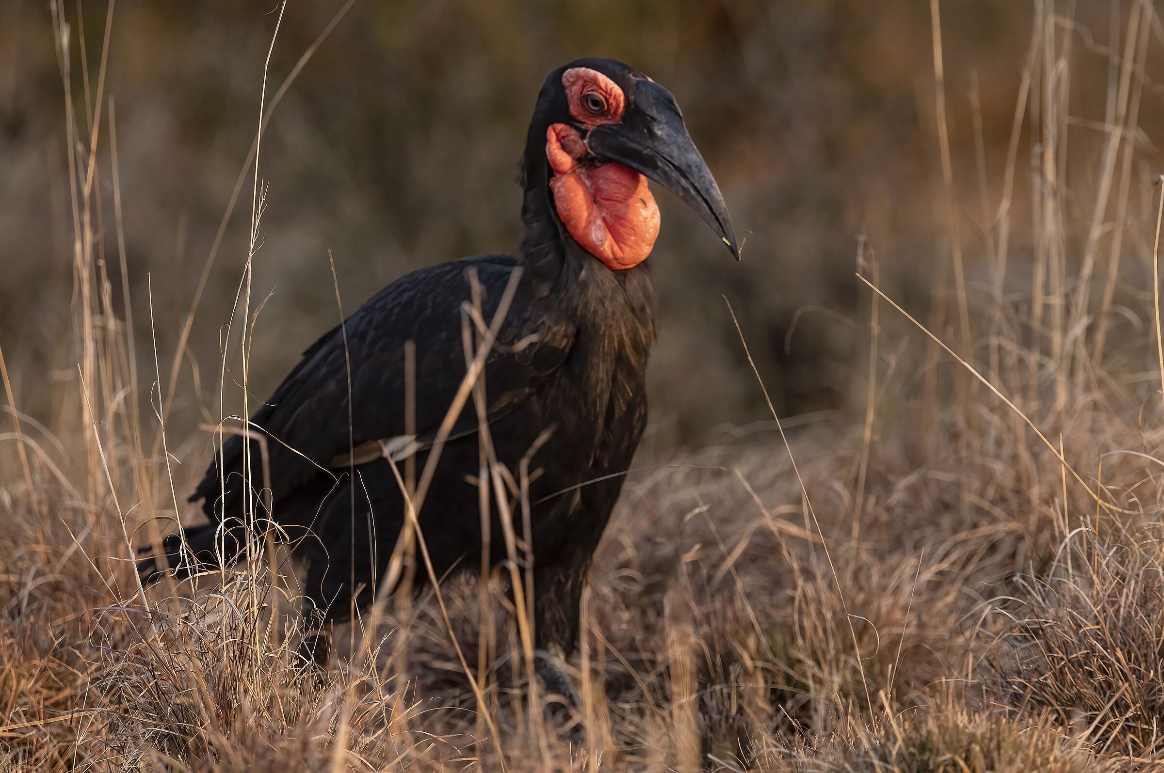 Bucorvus by Leadbeater