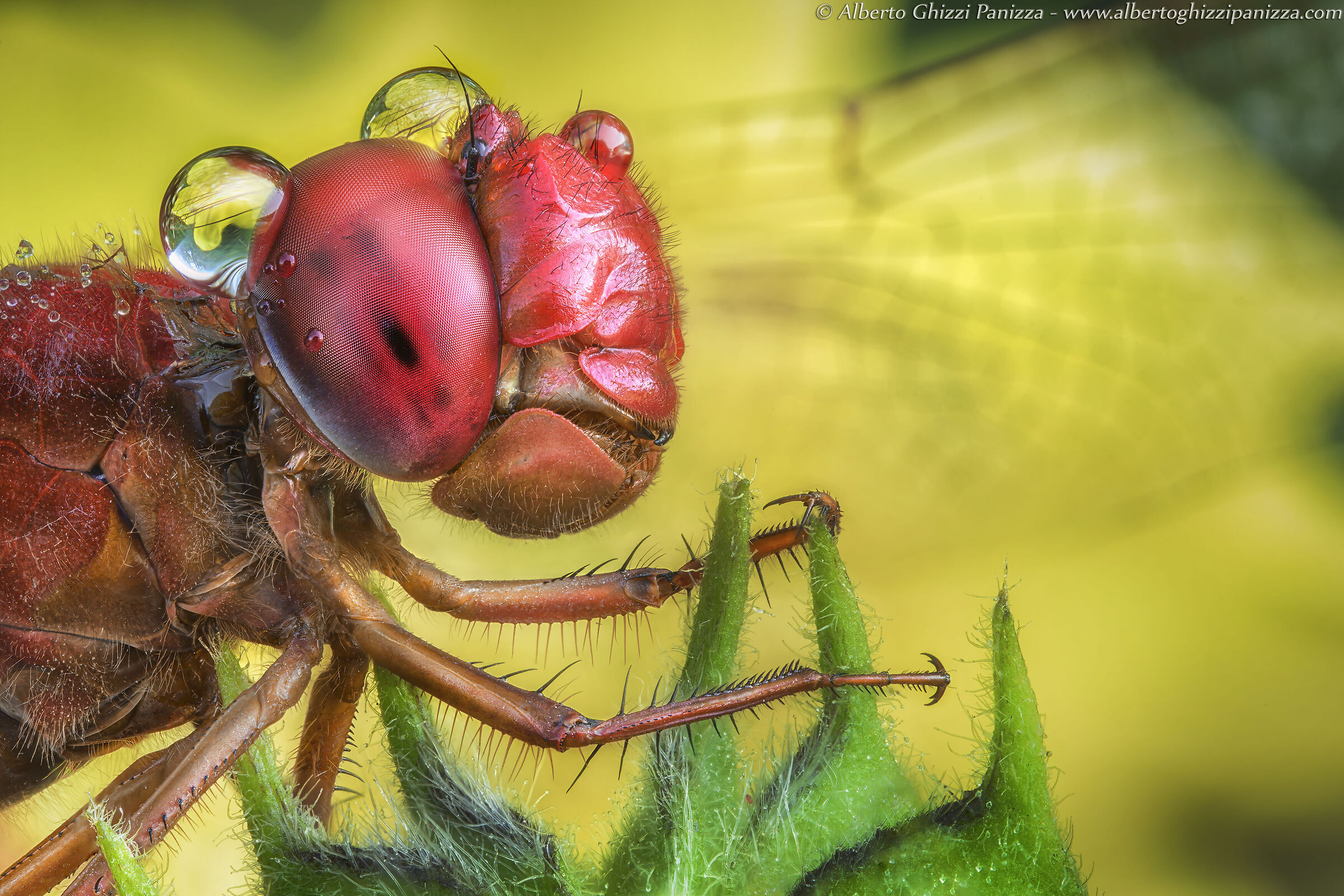 L'autunno è arrivato e loro si lasciamo fotografa...
