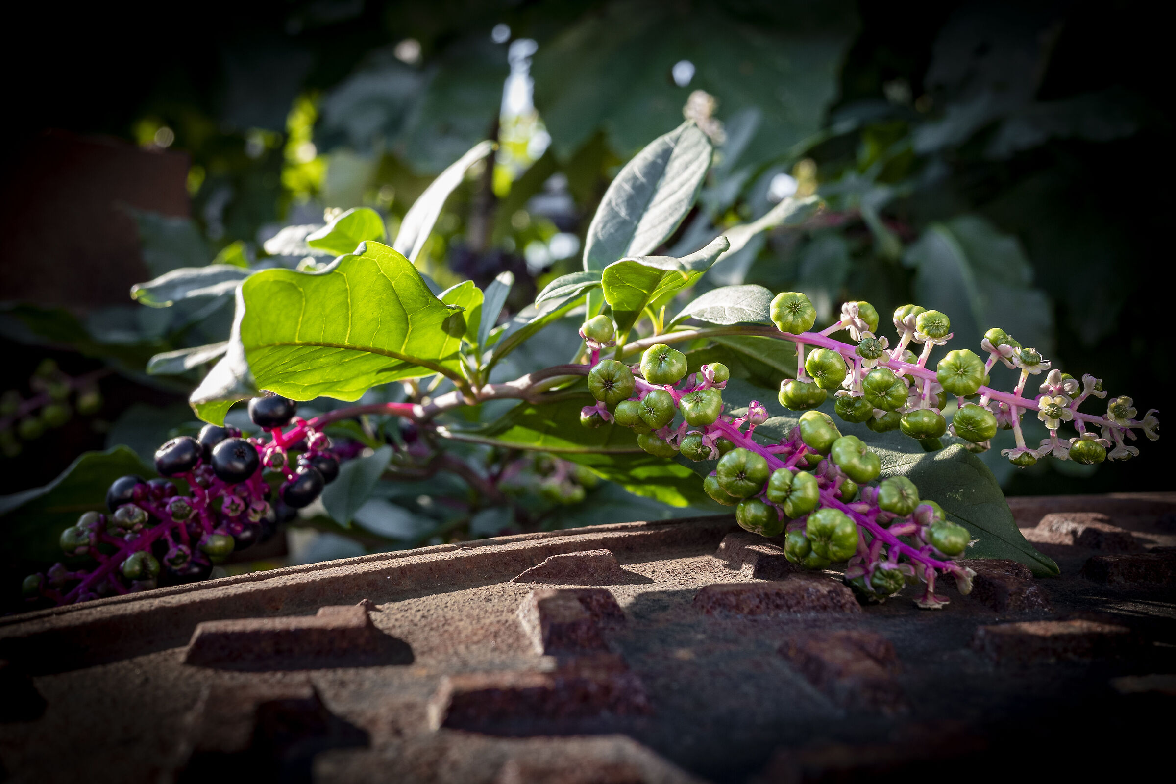 Turkish grapes on rust
