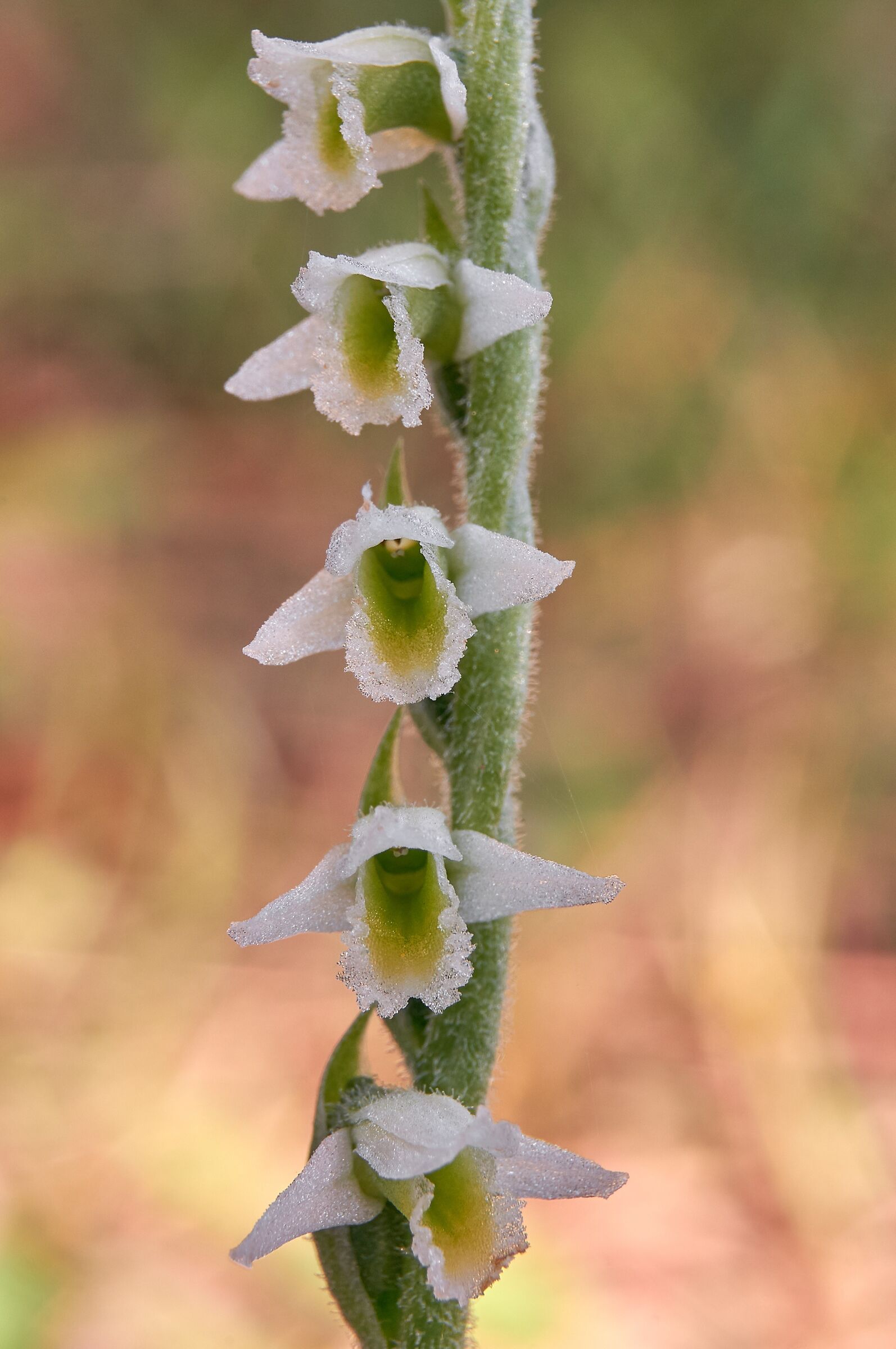 Spiranthes spiralis