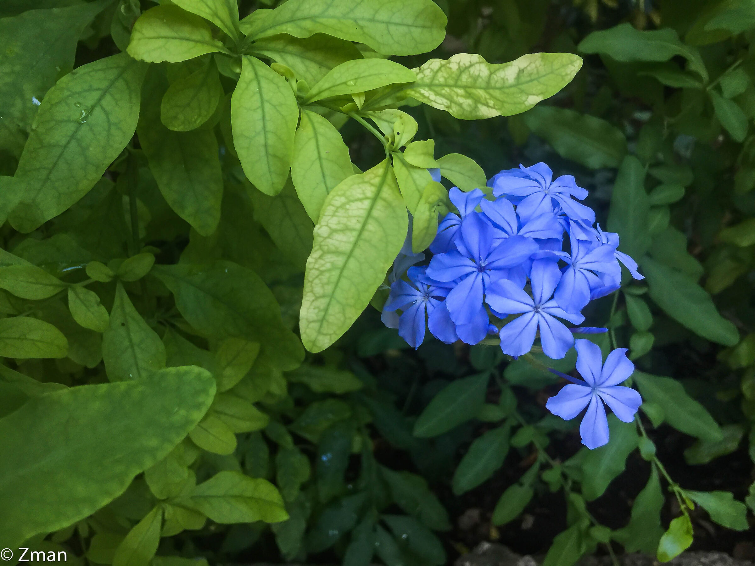 Cape Leadwort Flower