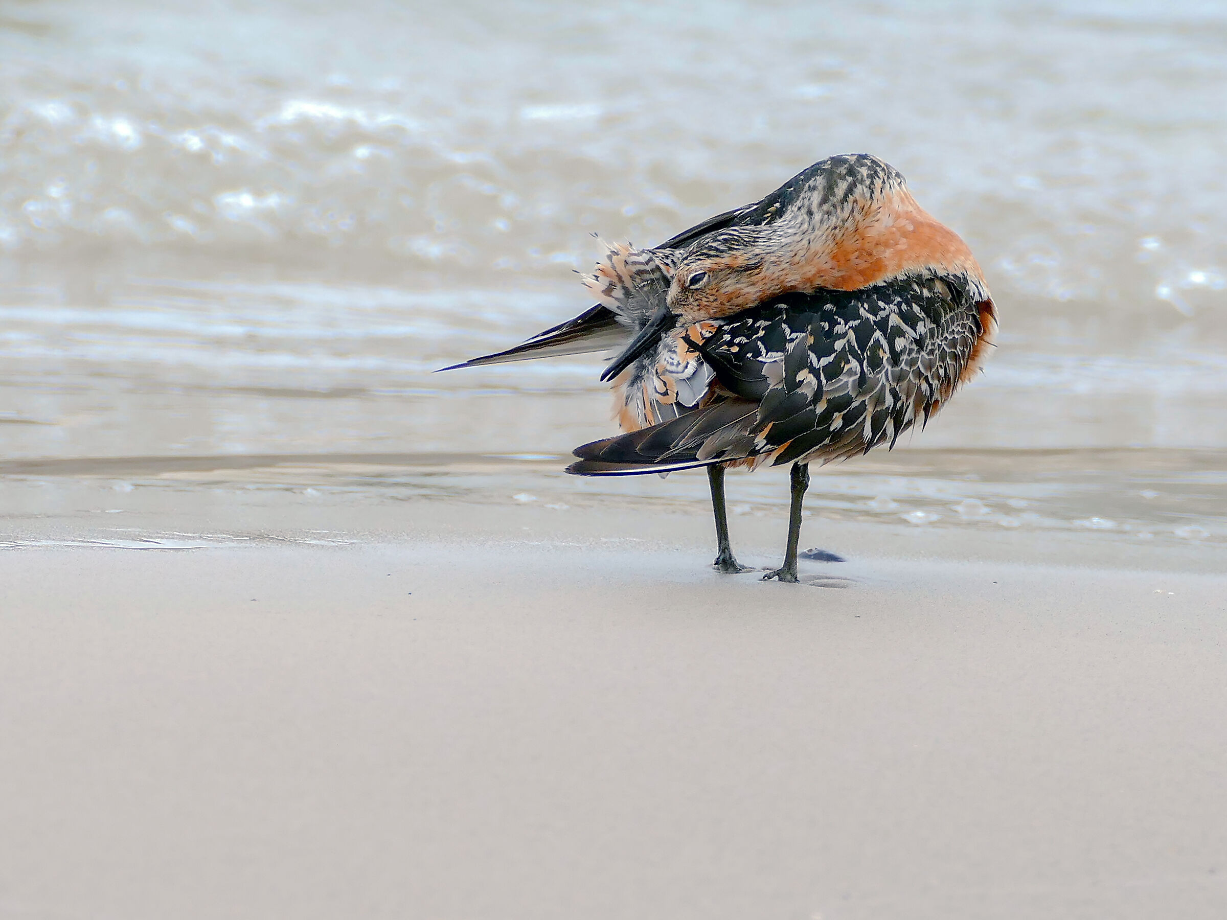 Biegus rdzawy (Calidris canutus)