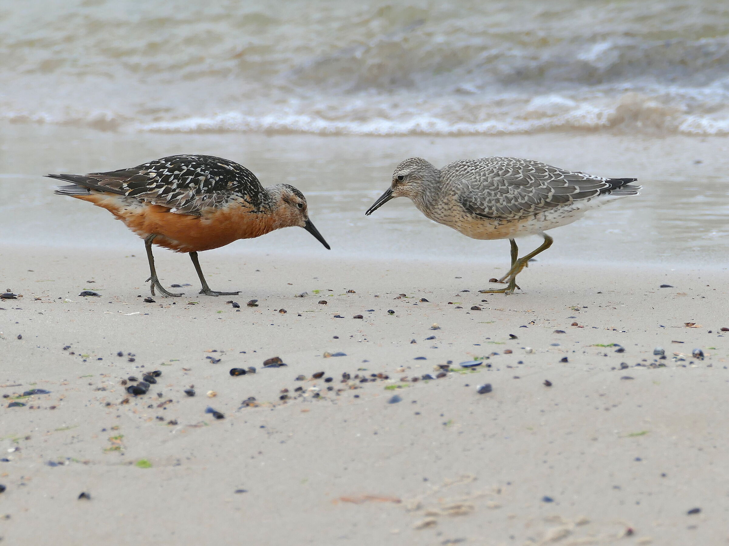 Biegus rdzawy (Calidris canutus)