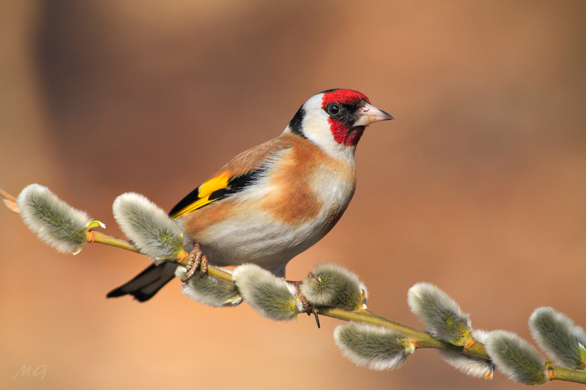Carduelis carduelis