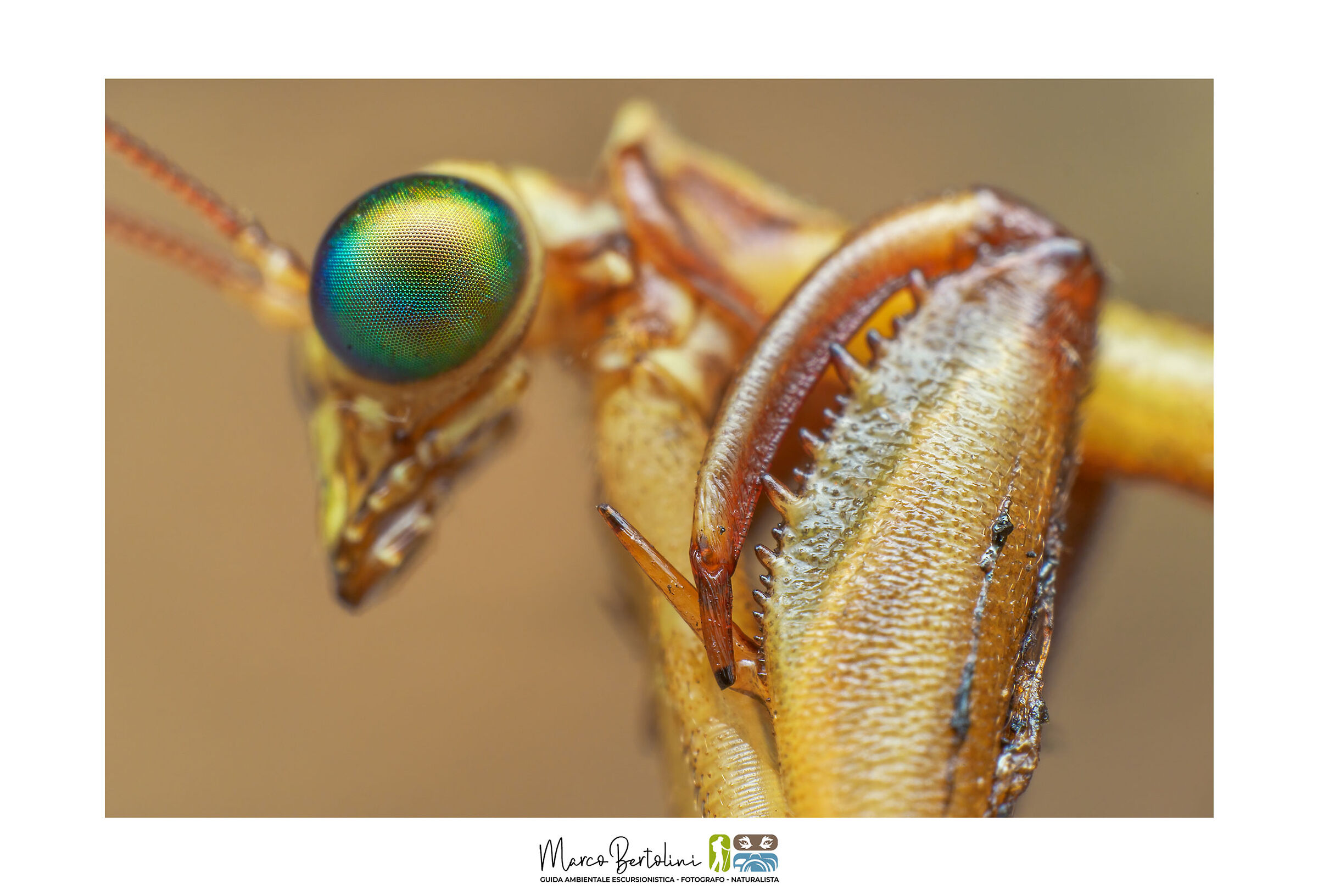 Le armi della Mantispa