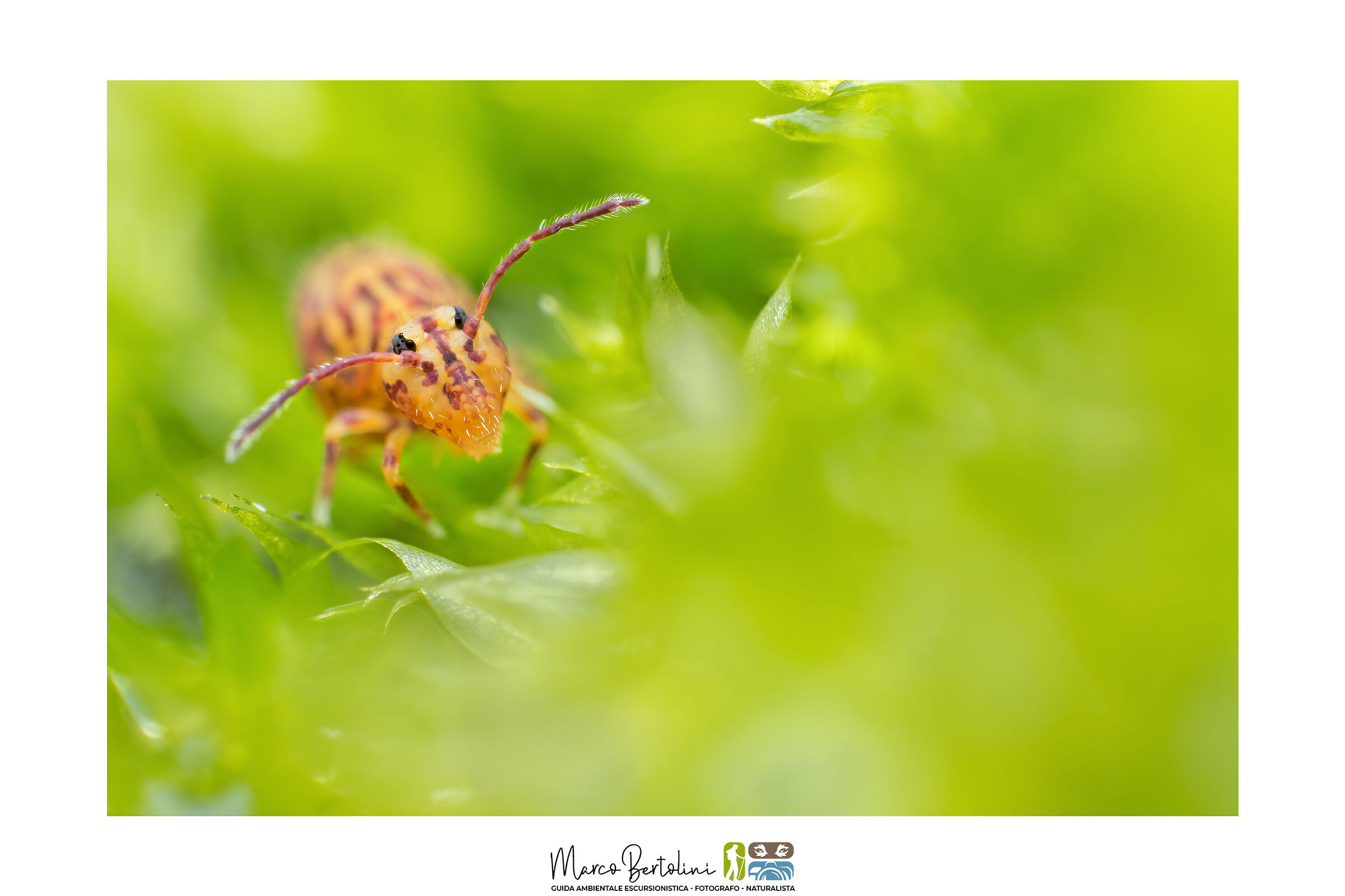 Nella foresta di muschio