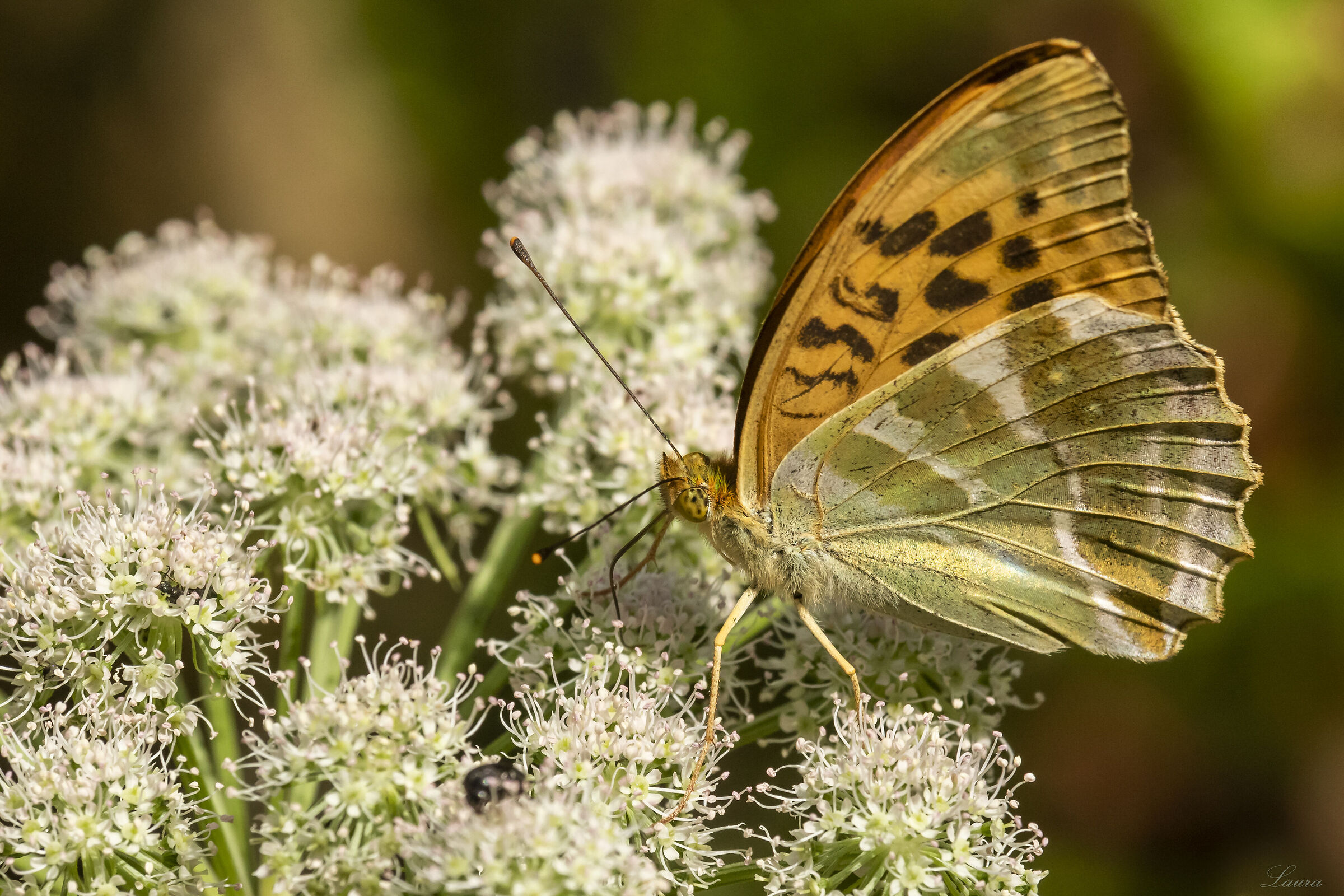 Argynnis paphia