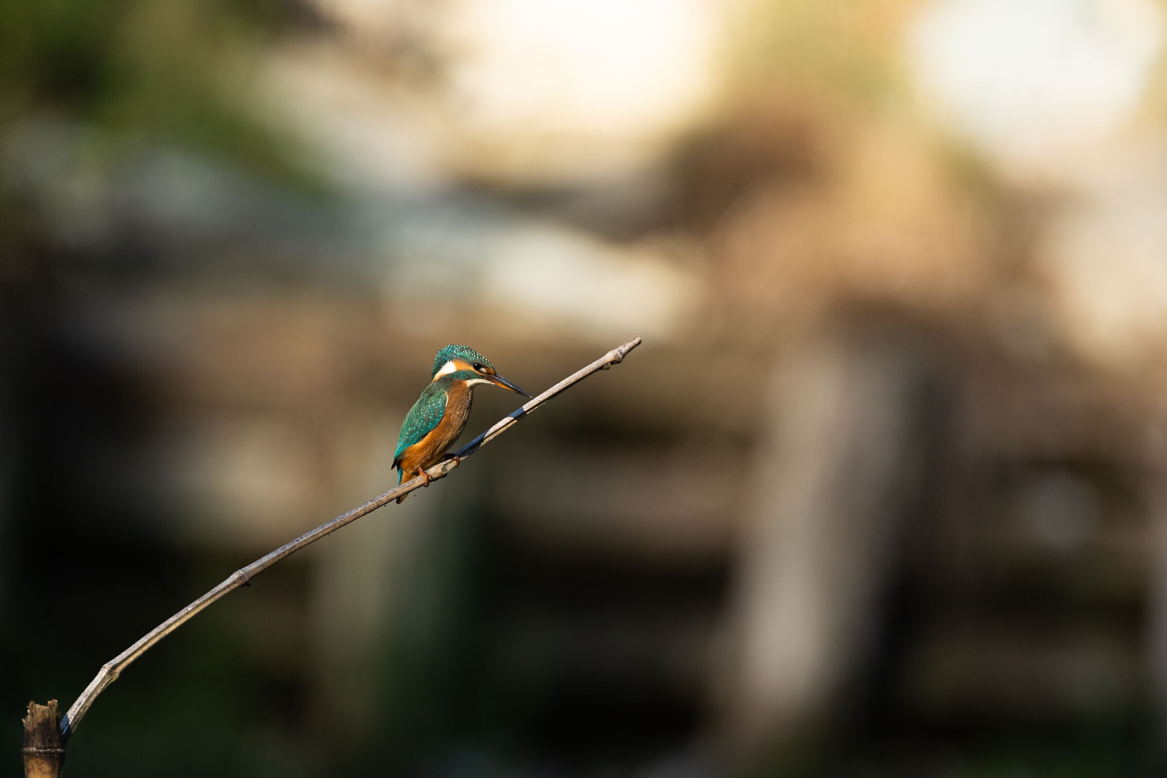 Il Martino ad Imbersago