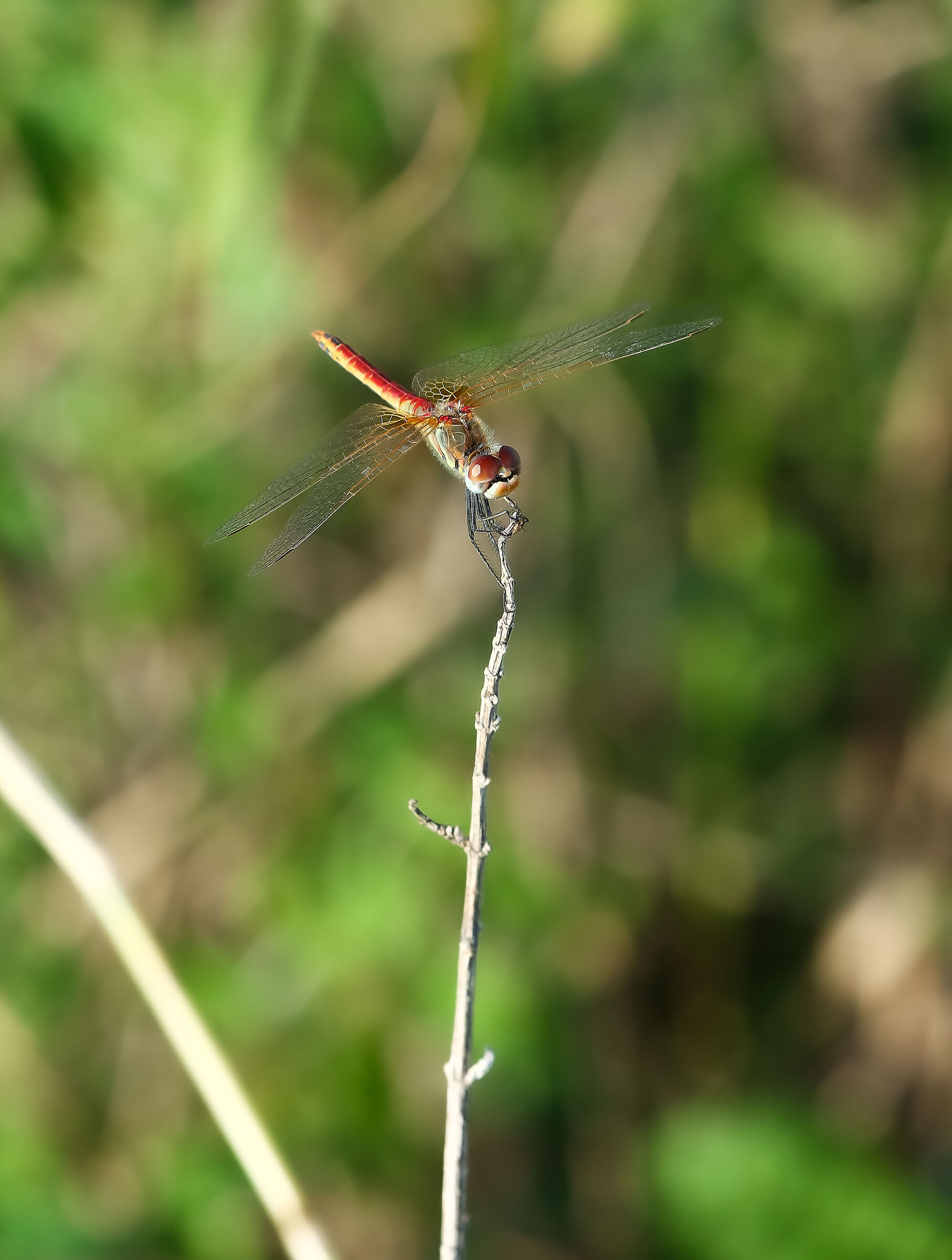 Sympetrum fonscolombii