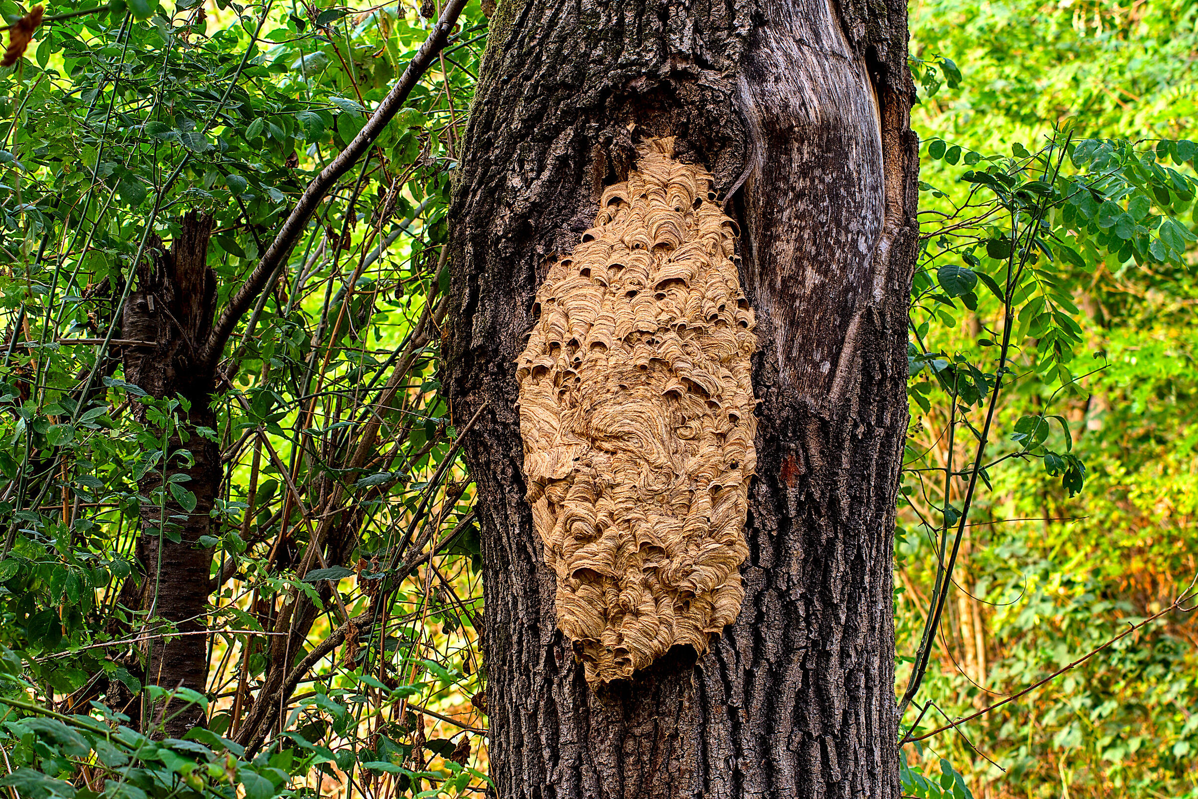 nest