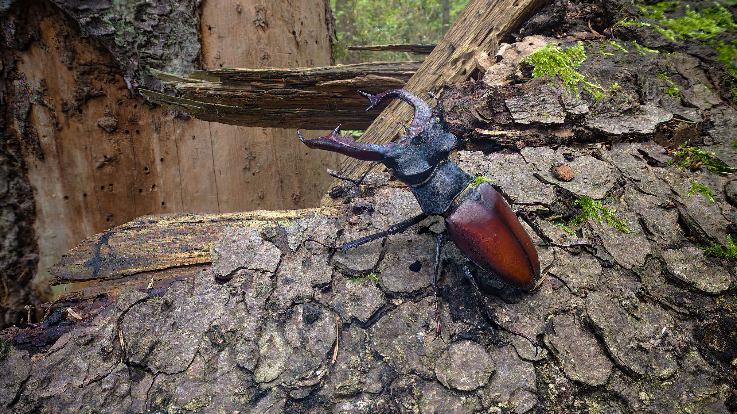 Lucanus cervus