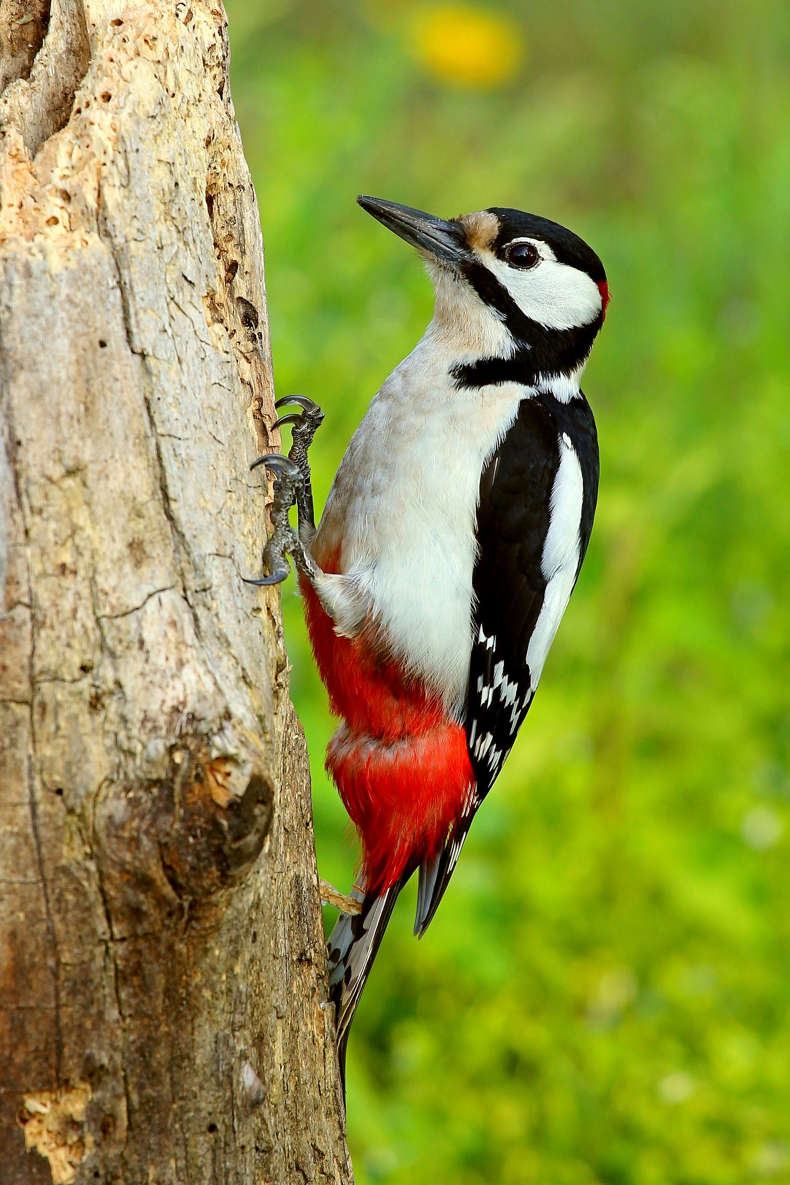 Picchio Rosso Maggiore