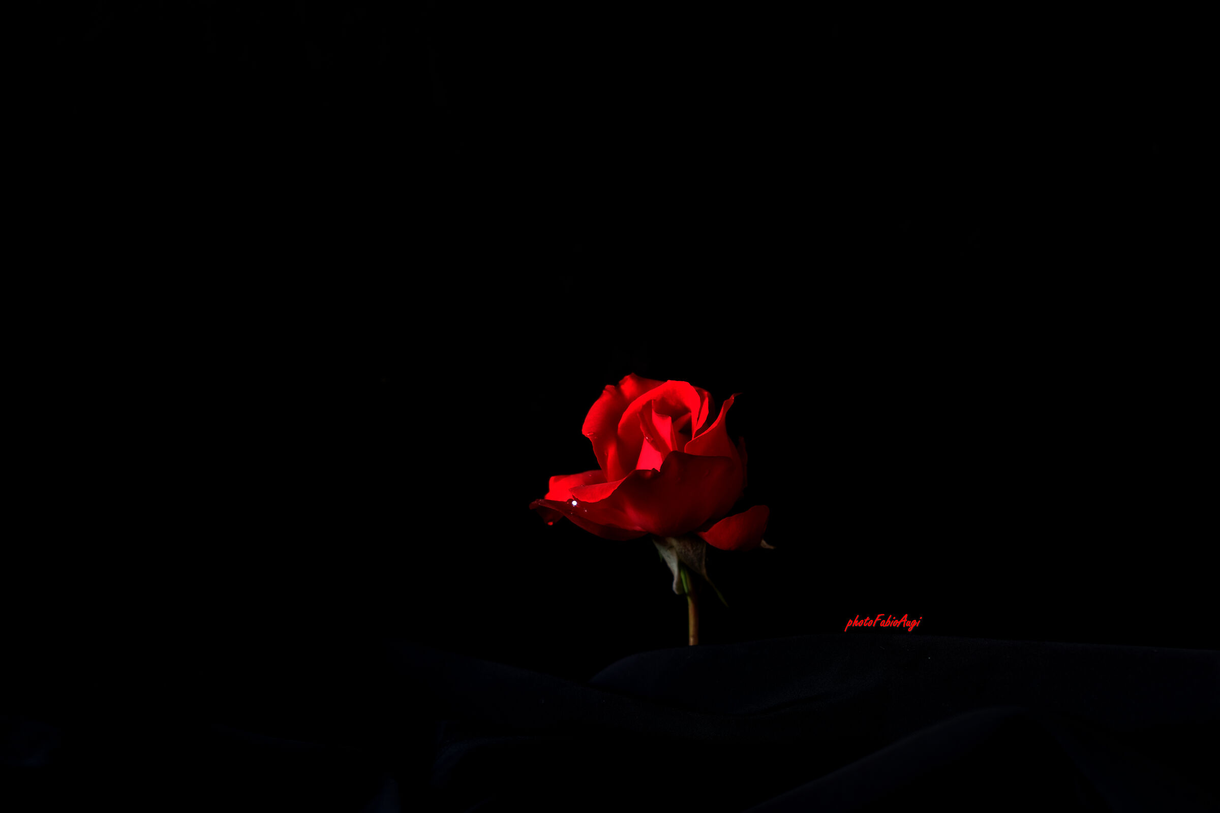 rosa rossa