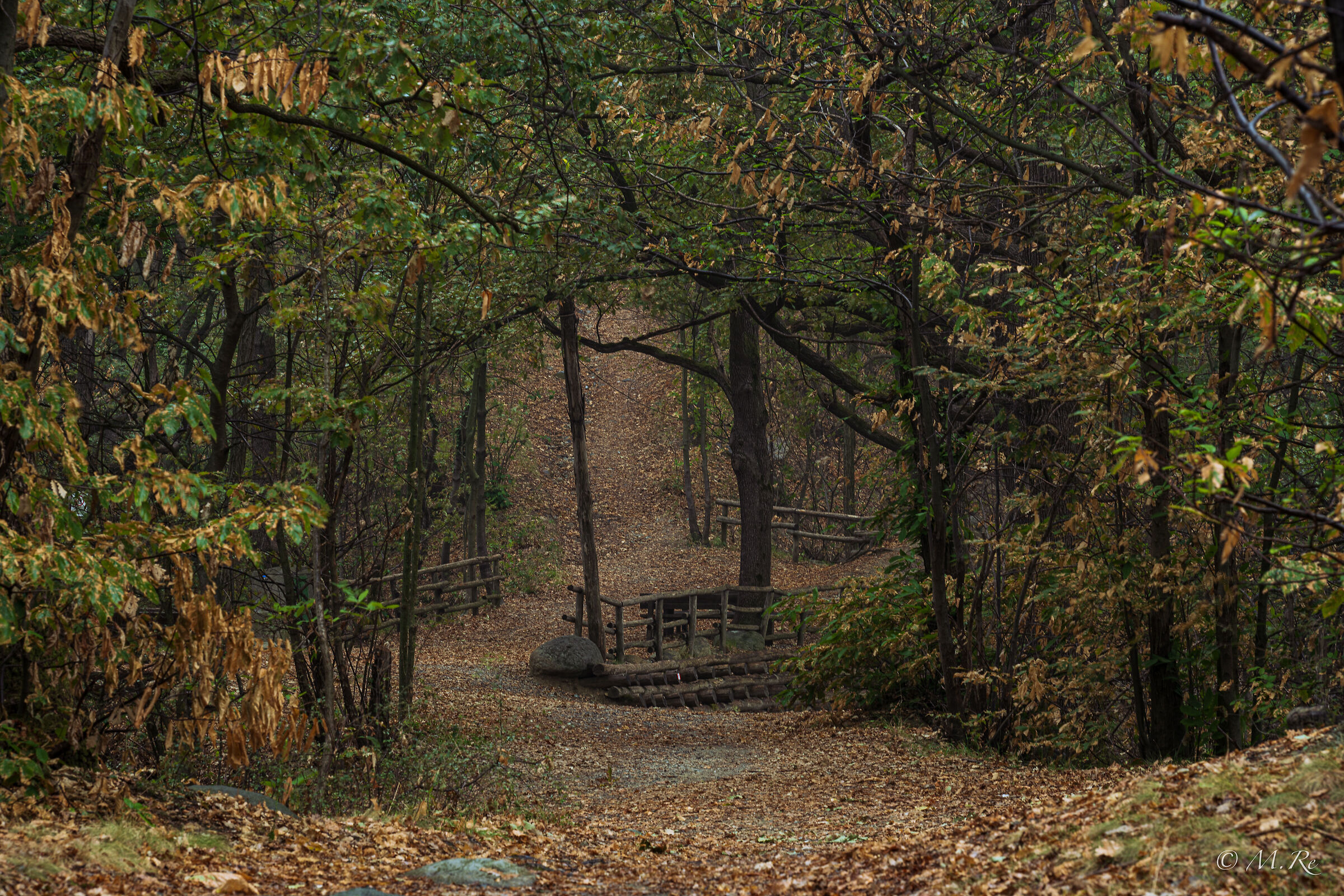 Vaj Forest