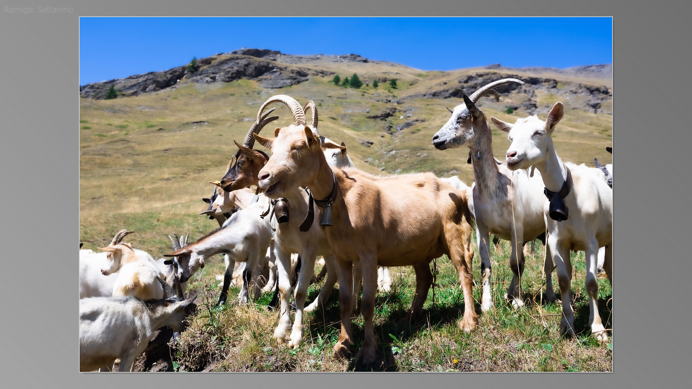 The goats of the long valley