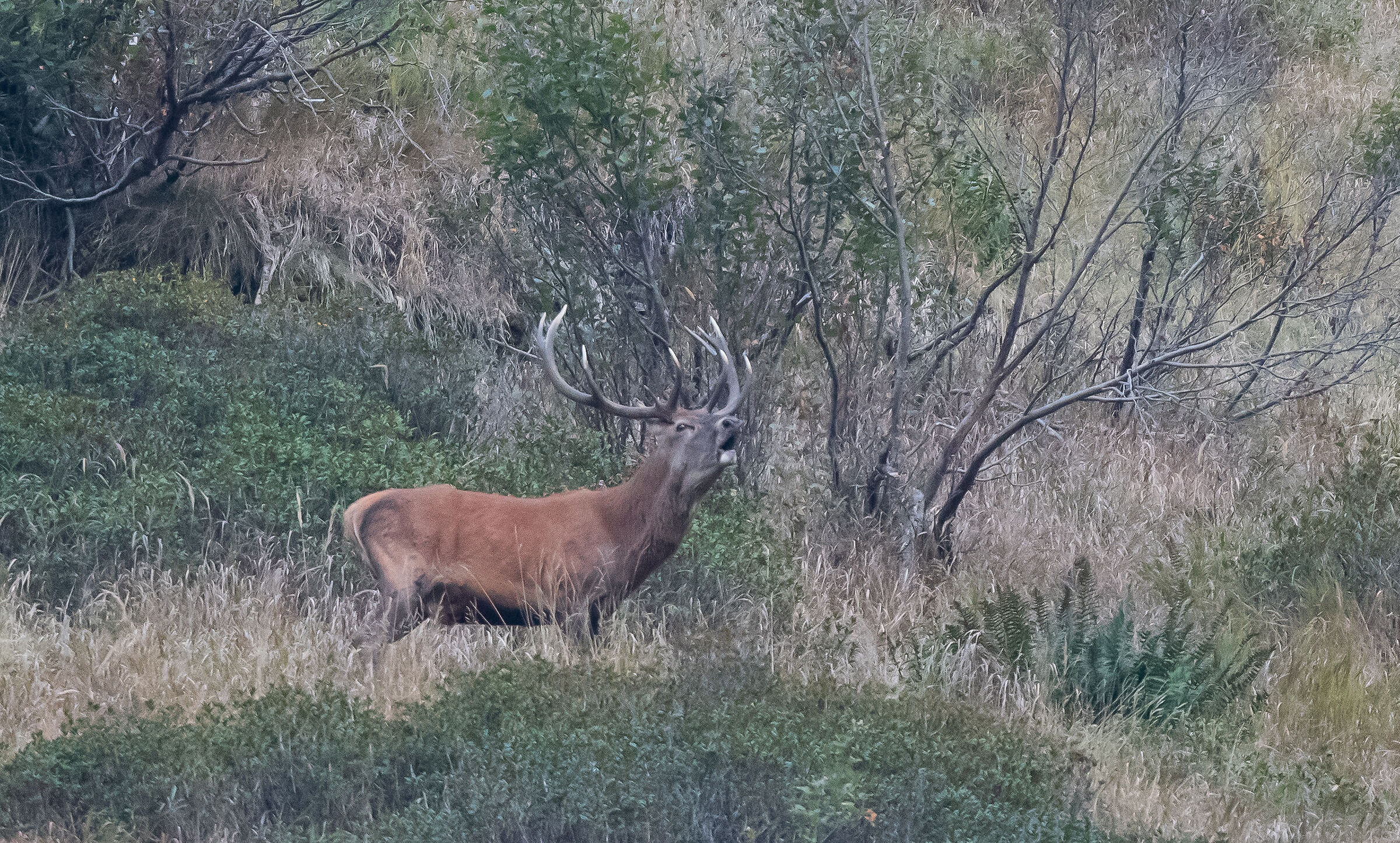 cervo in bramito