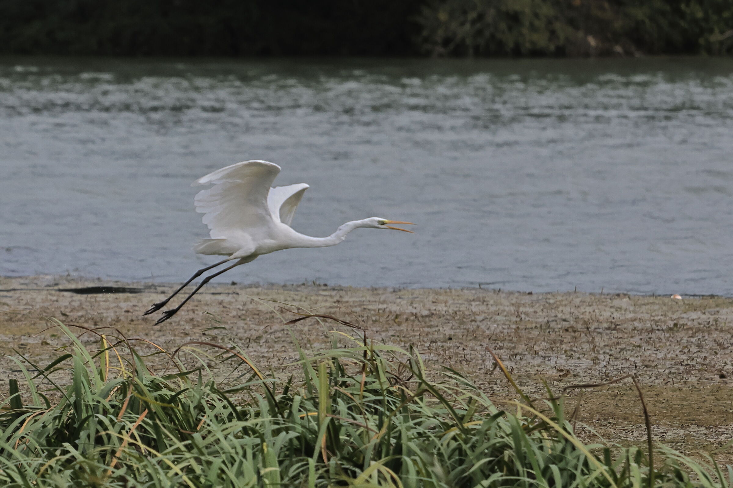 Airone Bianco Maggiore