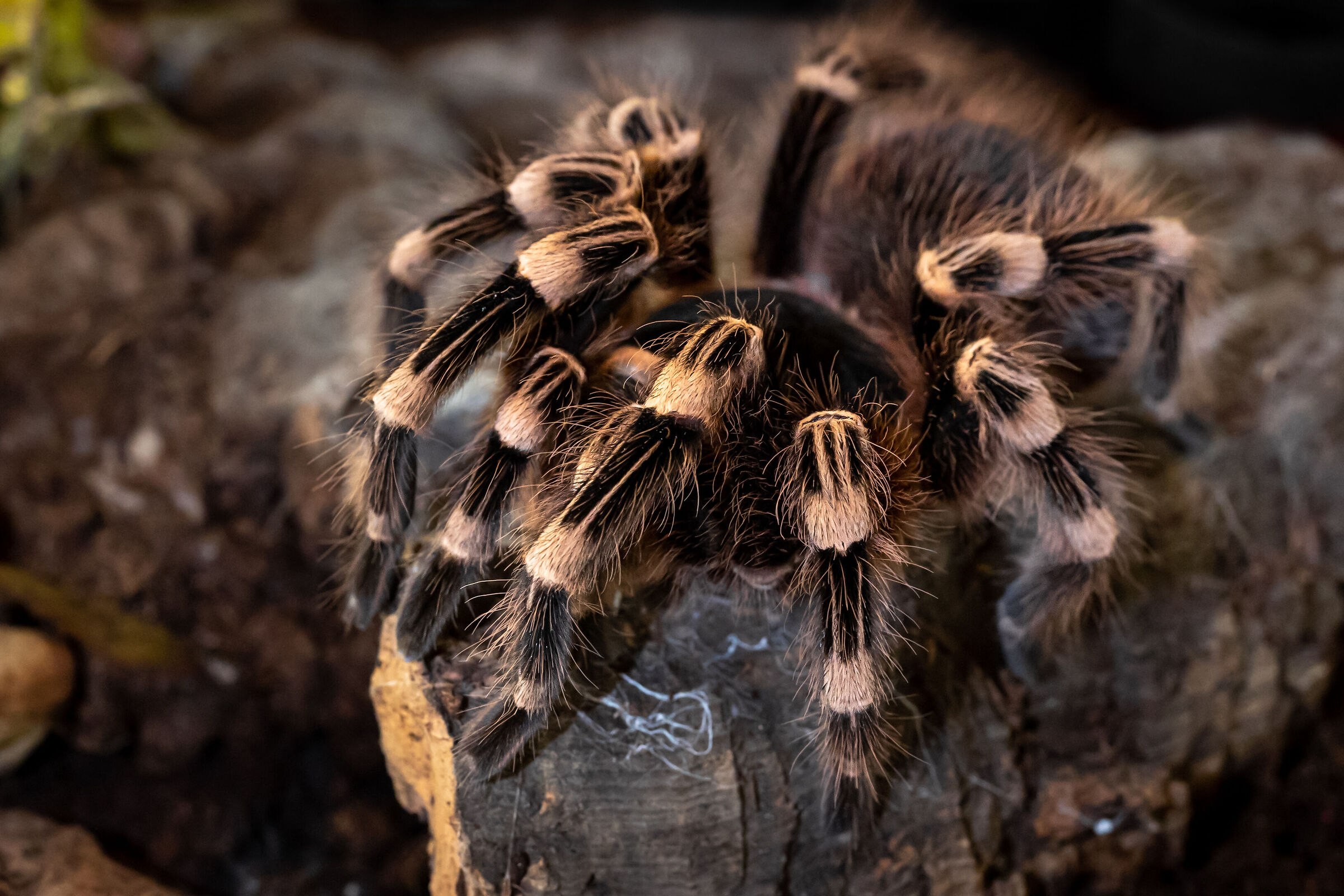 Acanthoscurria geniculata