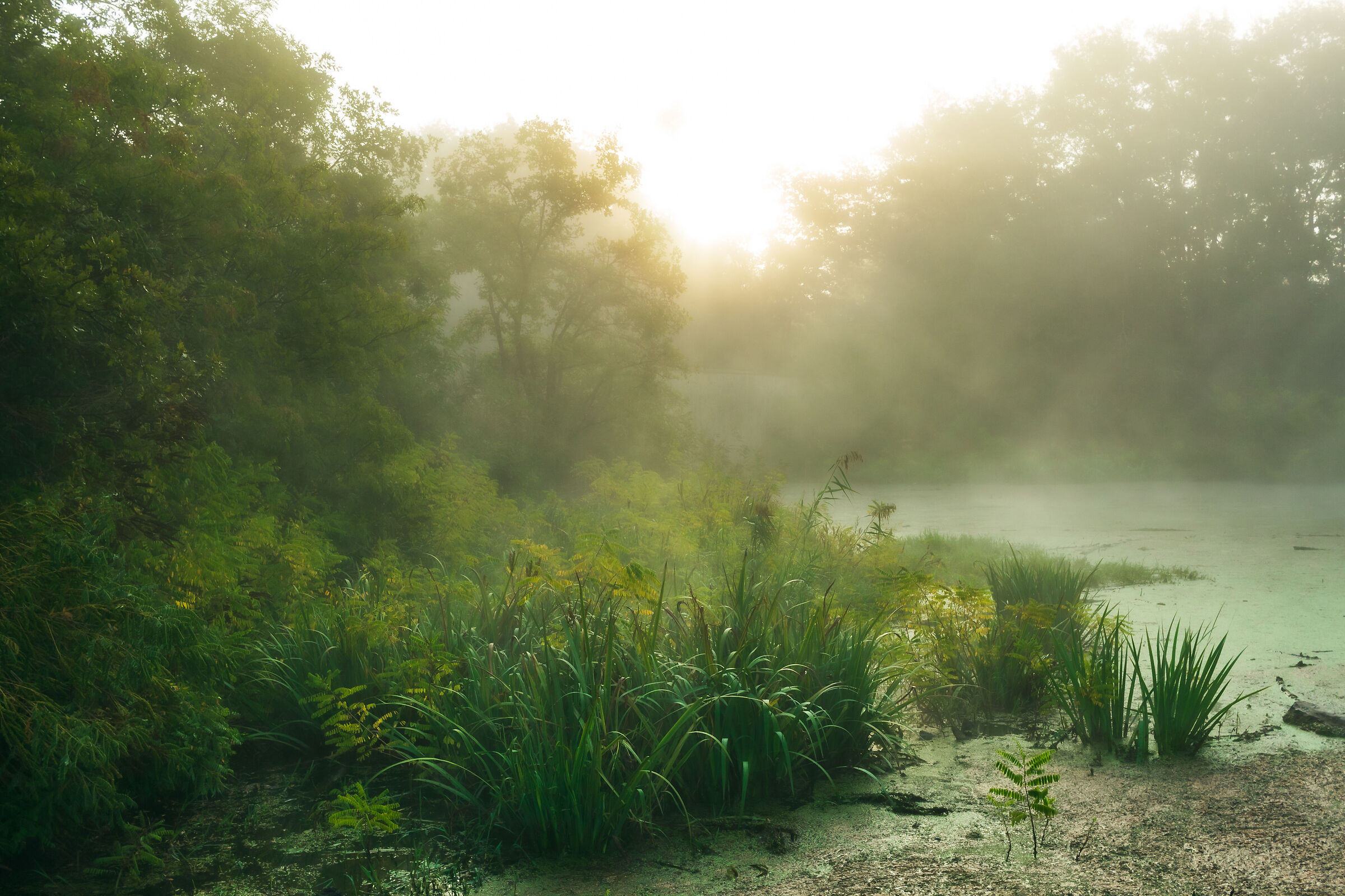 Marsh