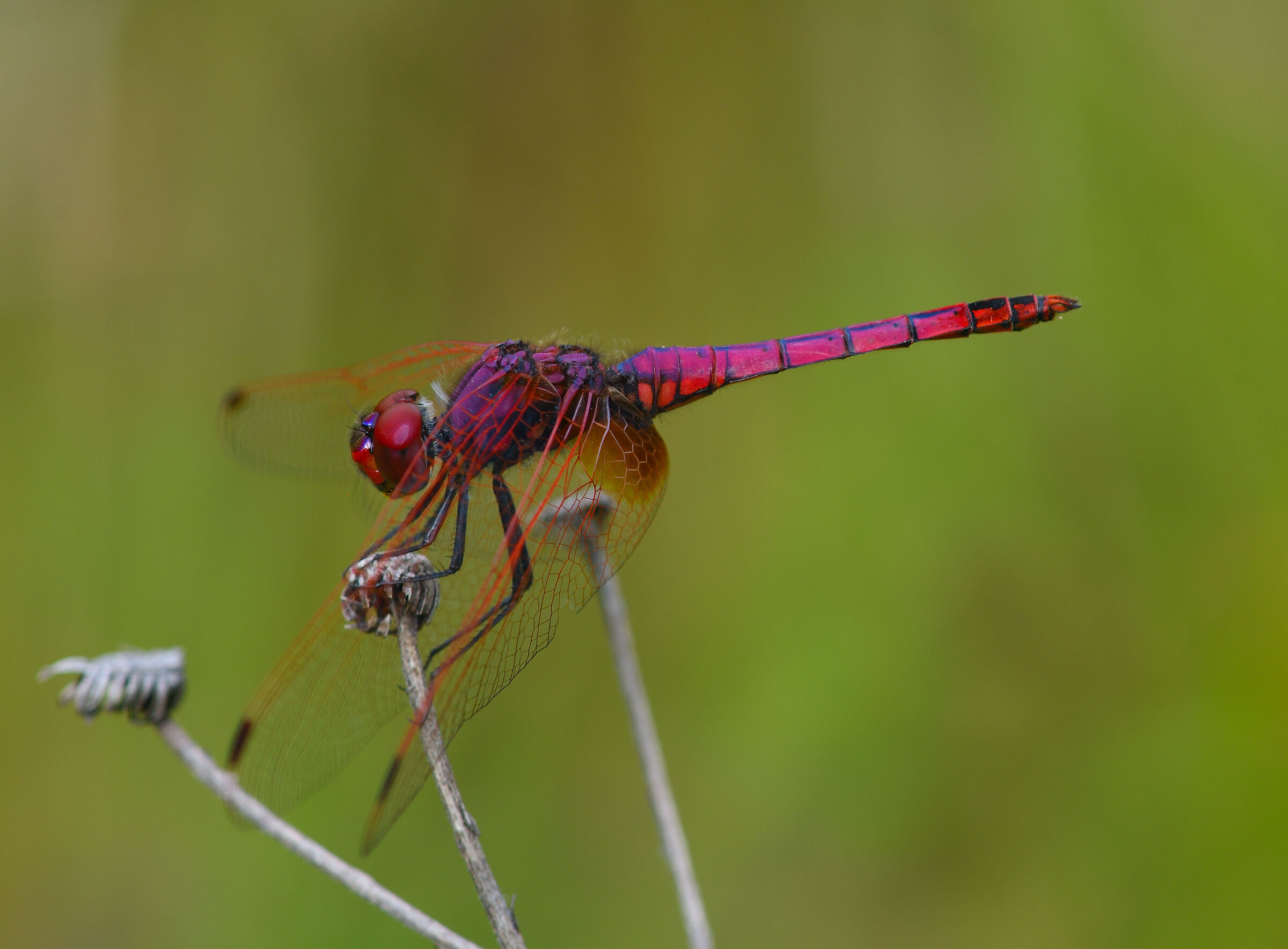 trithemis annulata