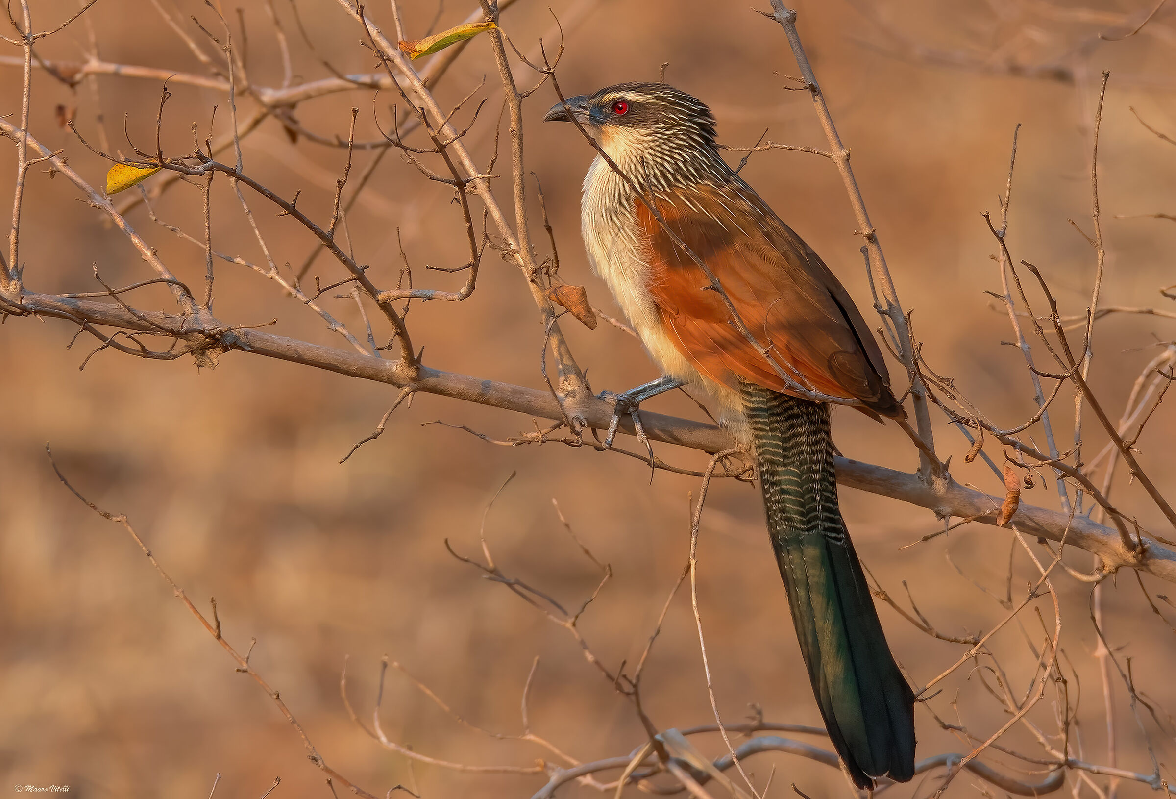 White-browed coucal(Centropus superciliosus)