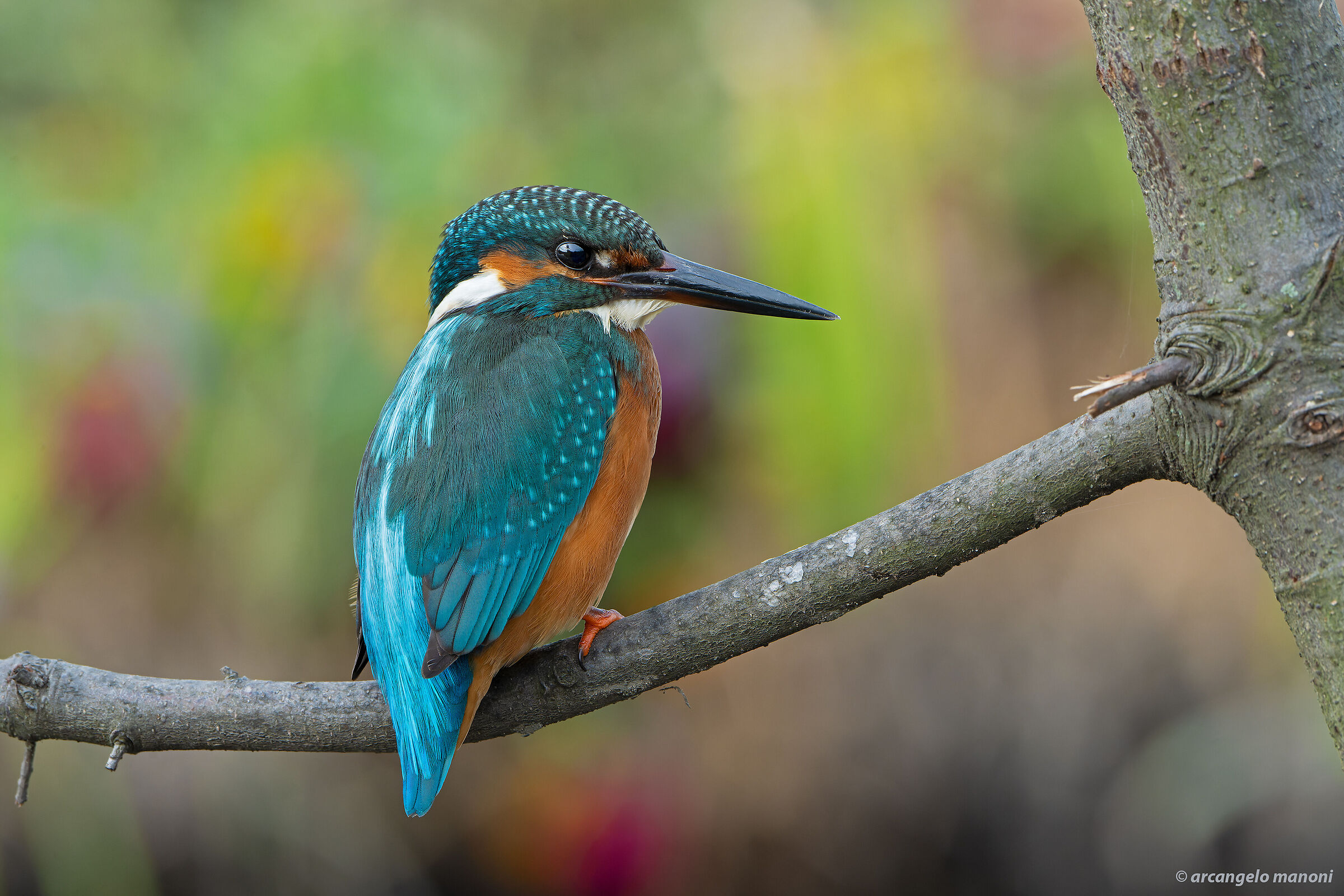 The martino in its splendor of colors