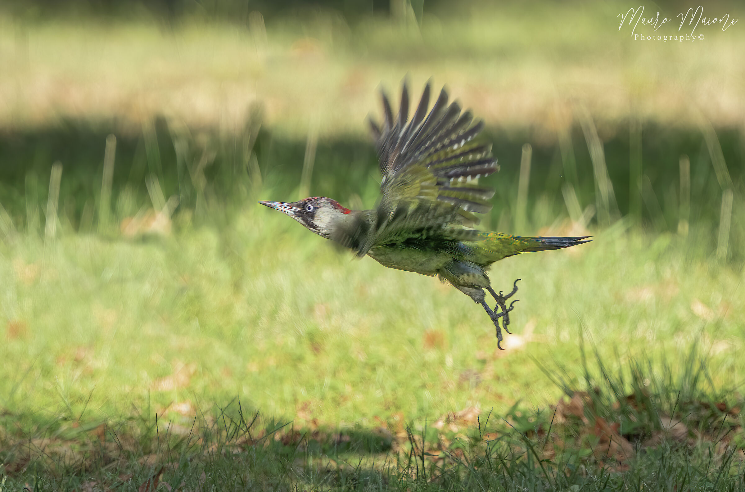 giovane picchio verde